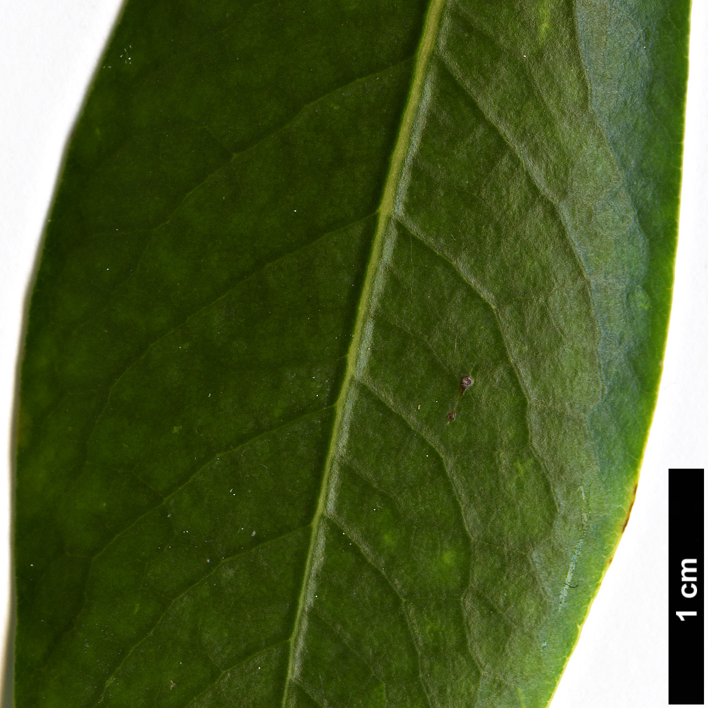 High resolution image: Family: Pittosporaceae - Genus: Pittosporum - Taxon: coriaceum