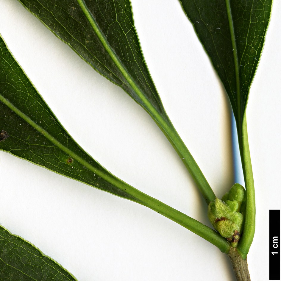 High resolution image: Family: Pittosporaceae - Genus: Pittosporum - Taxon: crispulum