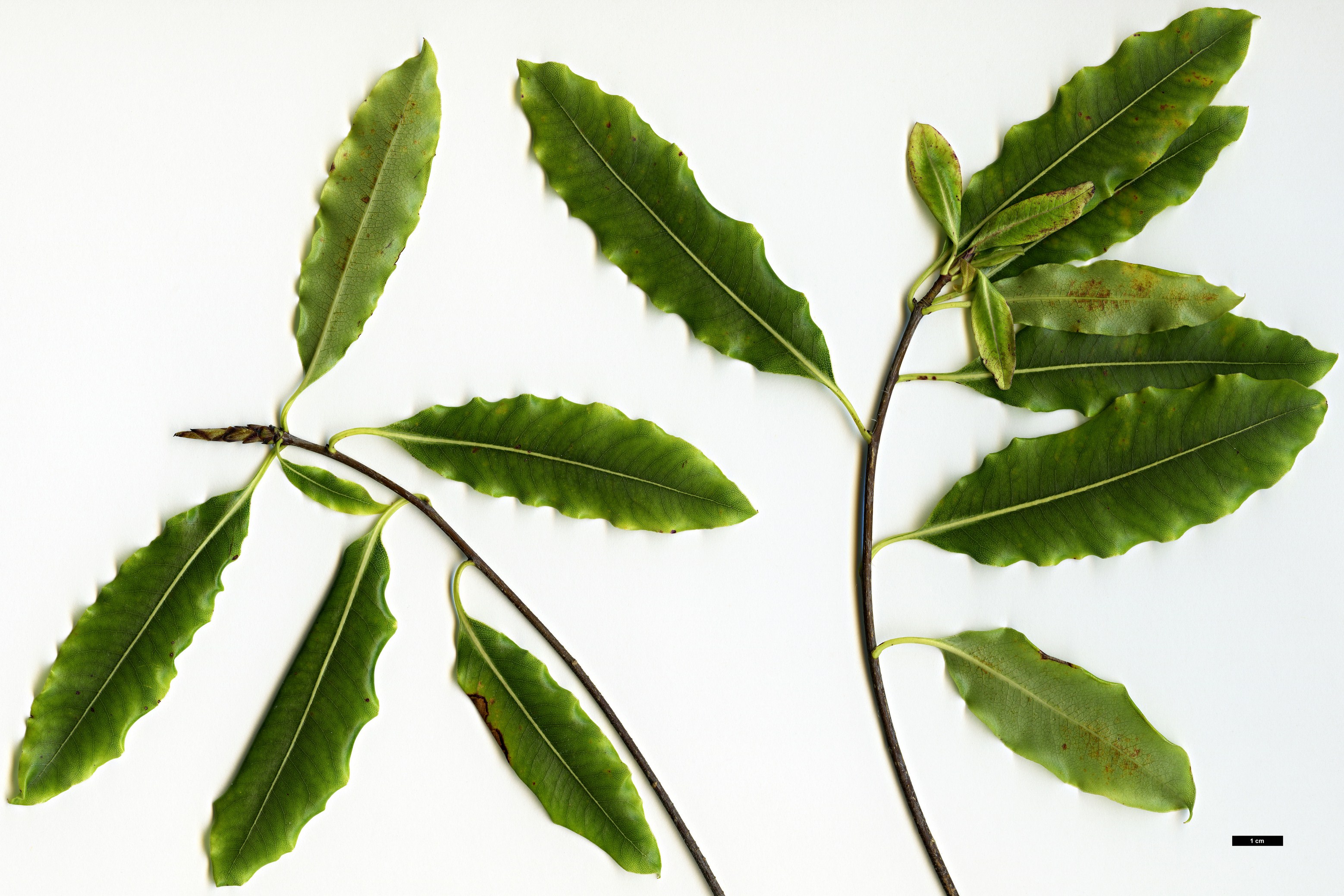 High resolution image: Family: Pittosporaceae - Genus: Pittosporum - Taxon: eugenioides