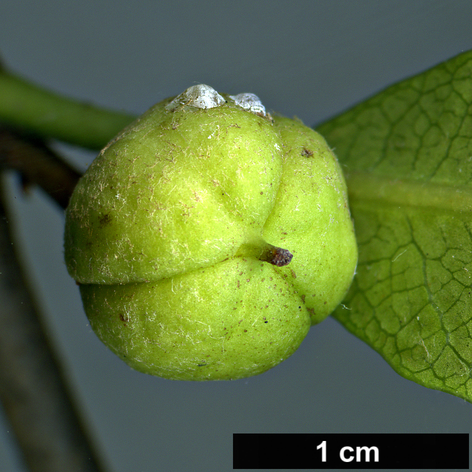 High resolution image: Family: Pittosporaceae - Genus: Pittosporum - Taxon: fasciculatum