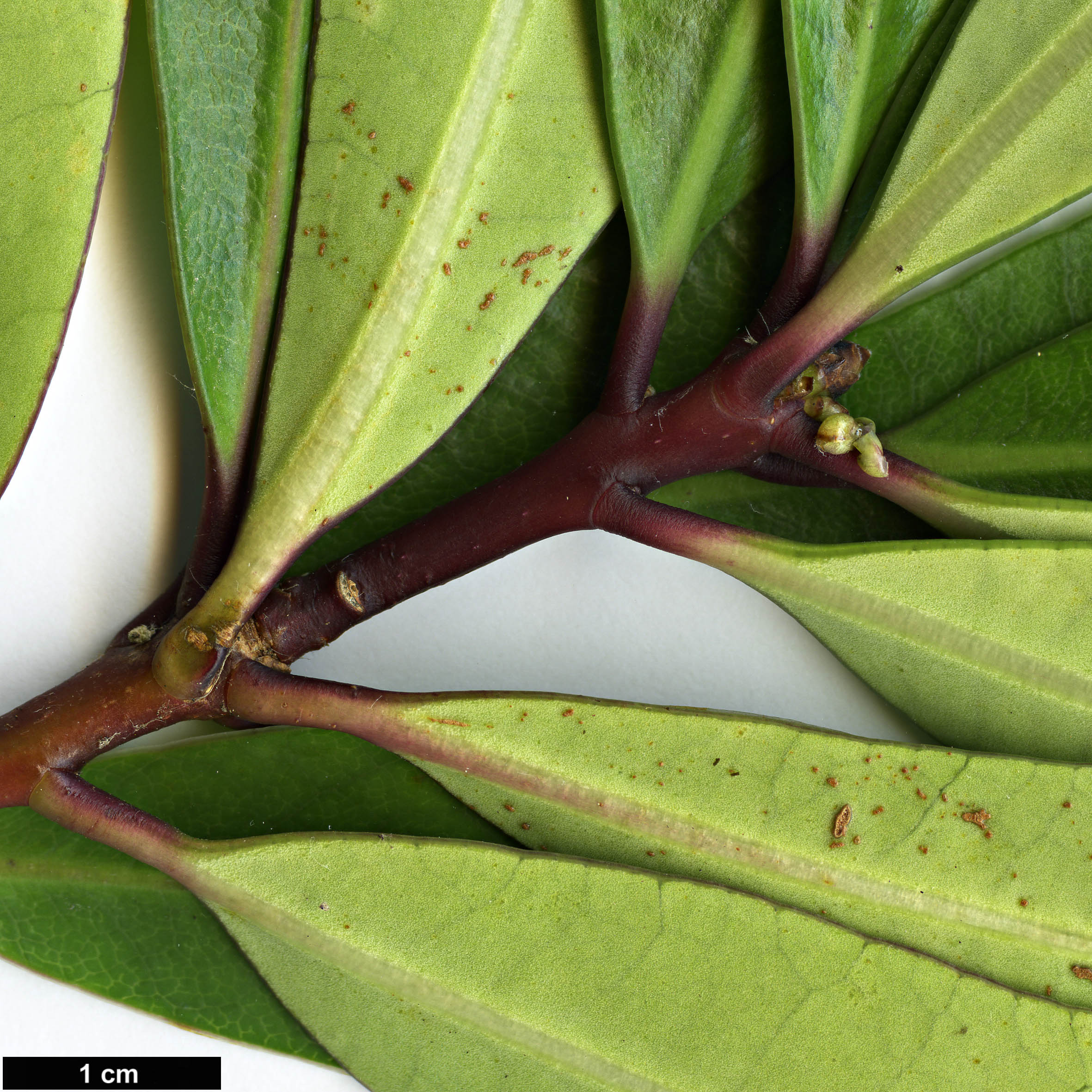 High resolution image: Family: Pittosporaceae - Genus: Pittosporum - Taxon: kirkii