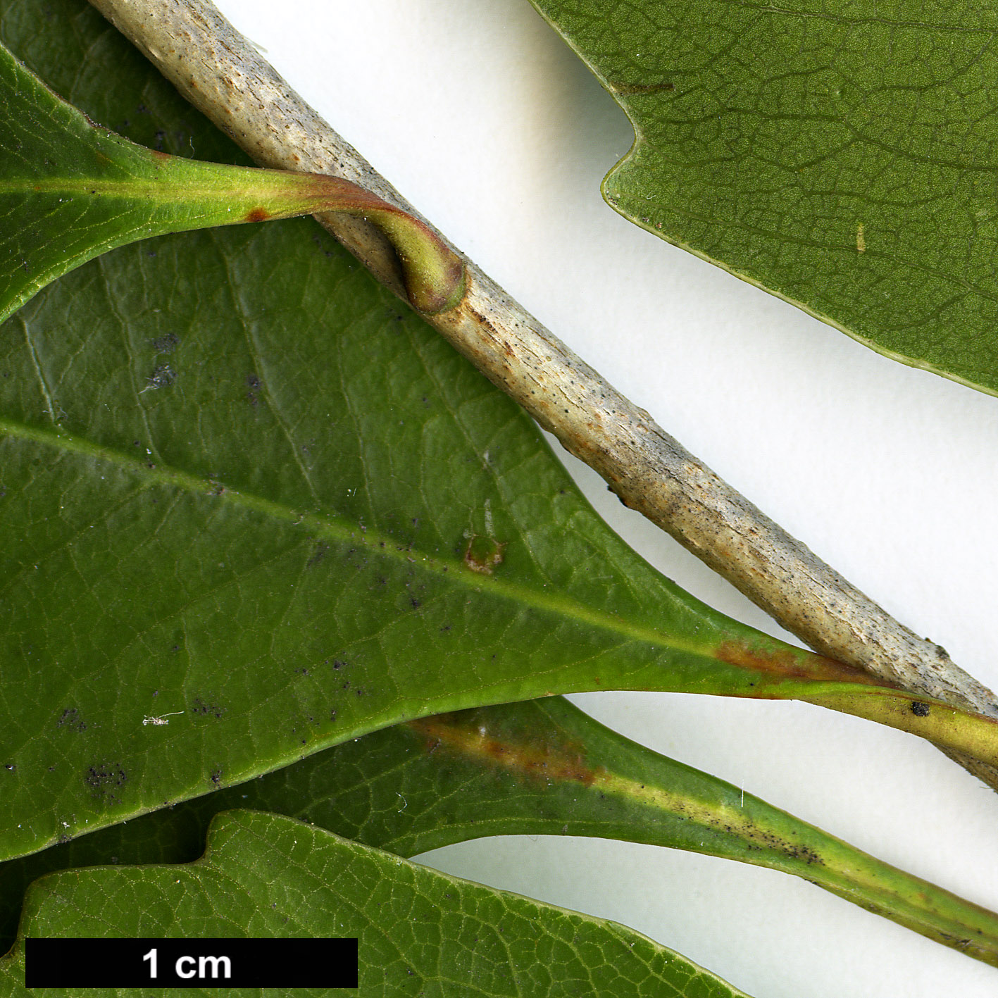 High resolution image: Family: Pittosporaceae - Genus: Pittosporum - Taxon: rhombifolium