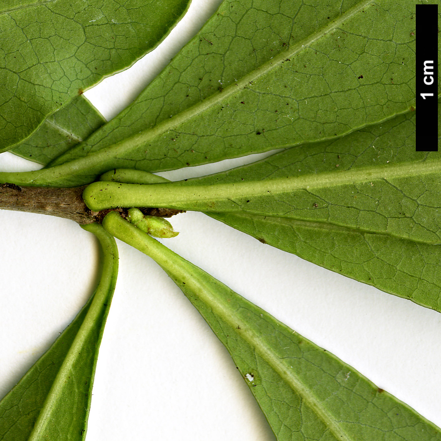 High resolution image: Family: Pittosporaceae - Genus: Pittosporum - Taxon: truncatum