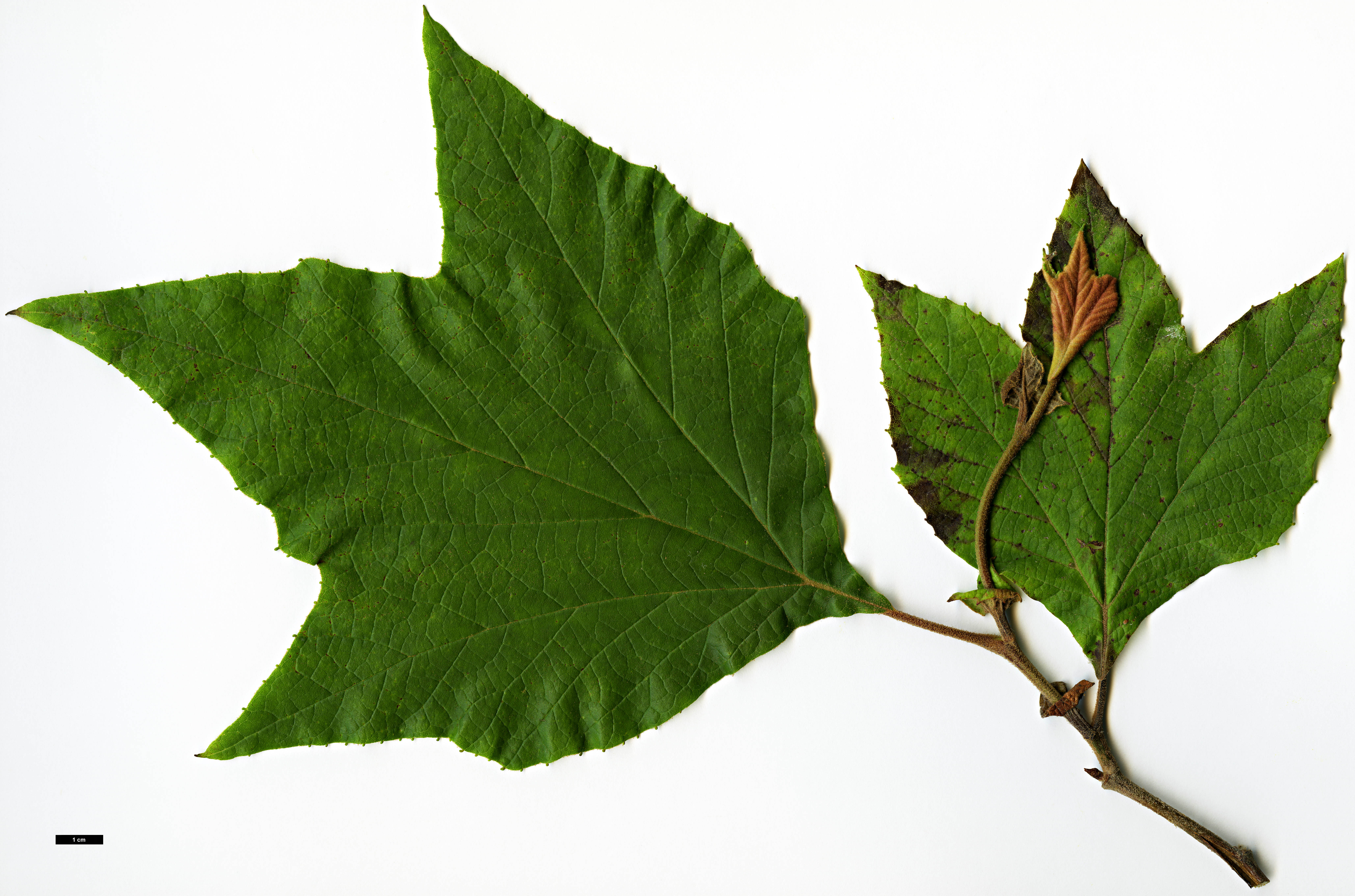 High resolution image: Family: Platanaceae - Genus: Platanus - Taxon: mexicana