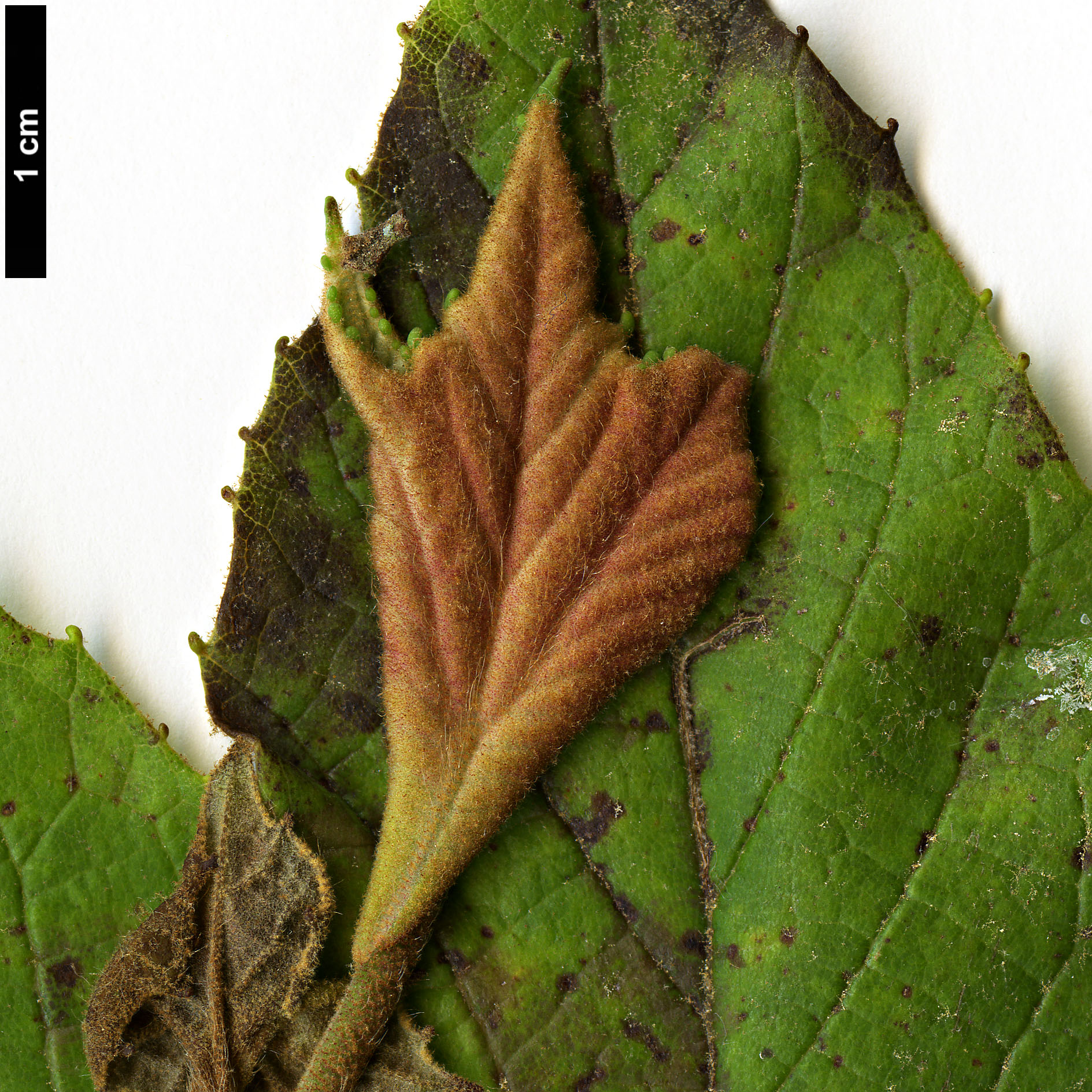 High resolution image: Family: Platanaceae - Genus: Platanus - Taxon: mexicana