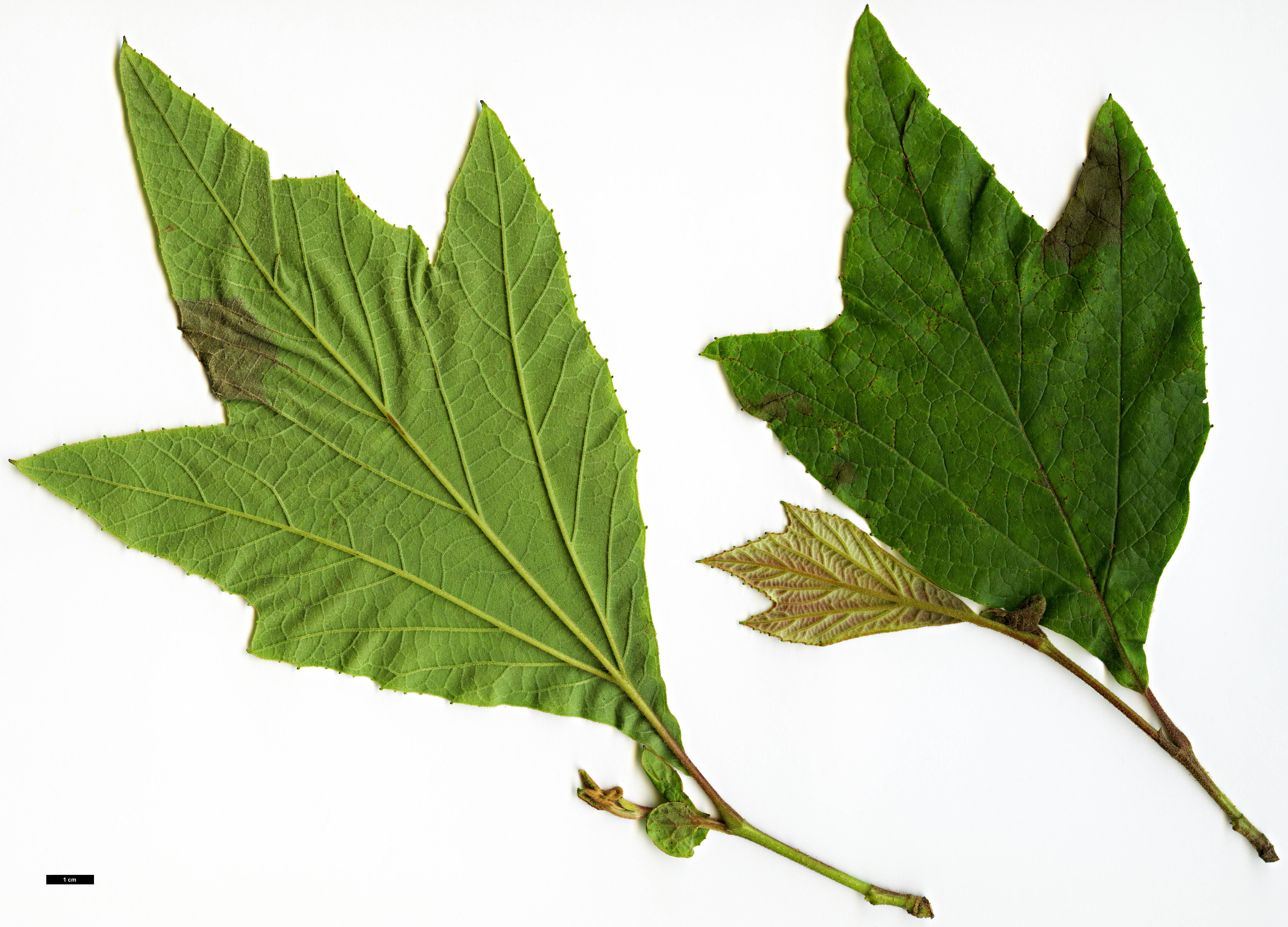 High resolution image: Family: Platanaceae - Genus: Platanus - Taxon: mexicana