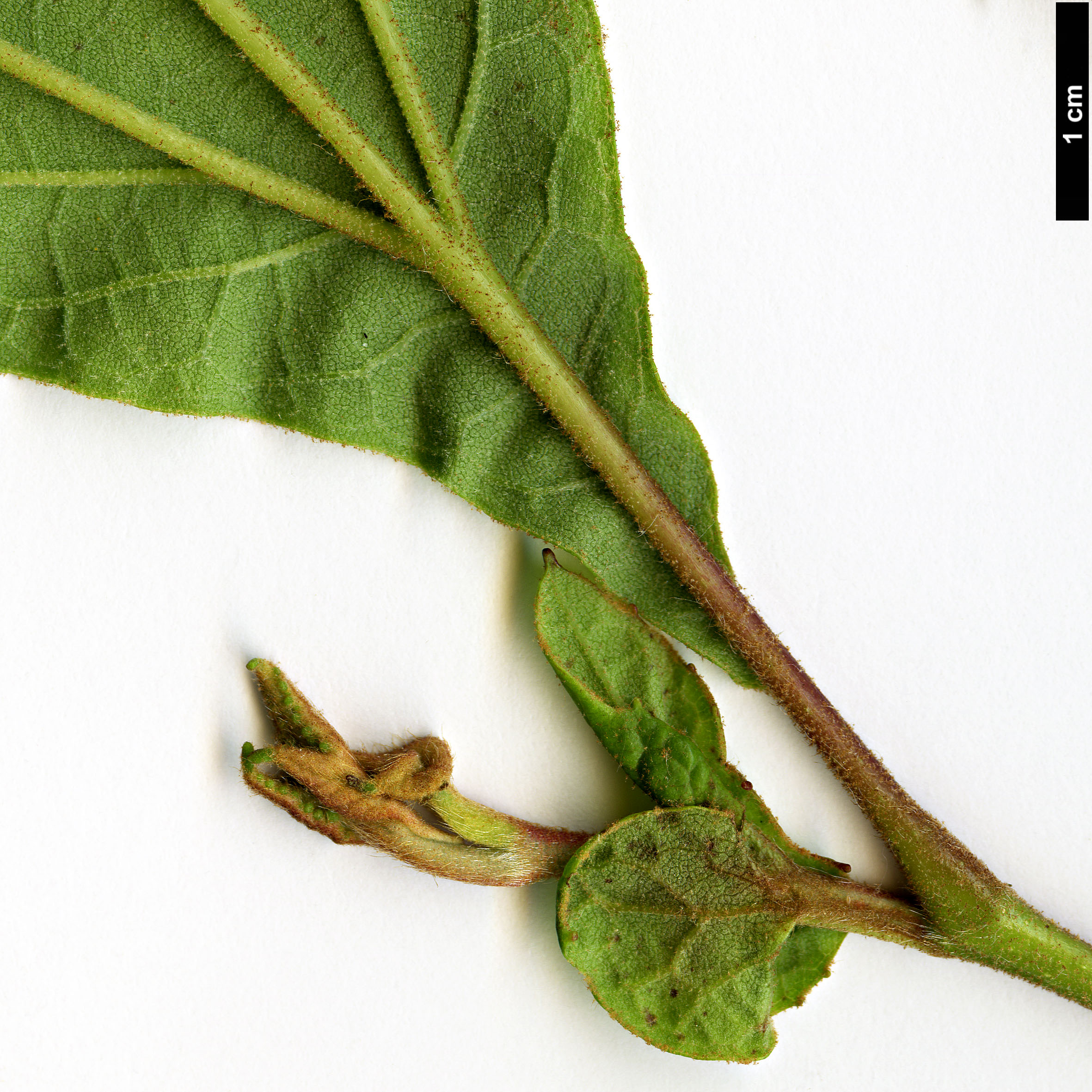 High resolution image: Family: Platanaceae - Genus: Platanus - Taxon: mexicana