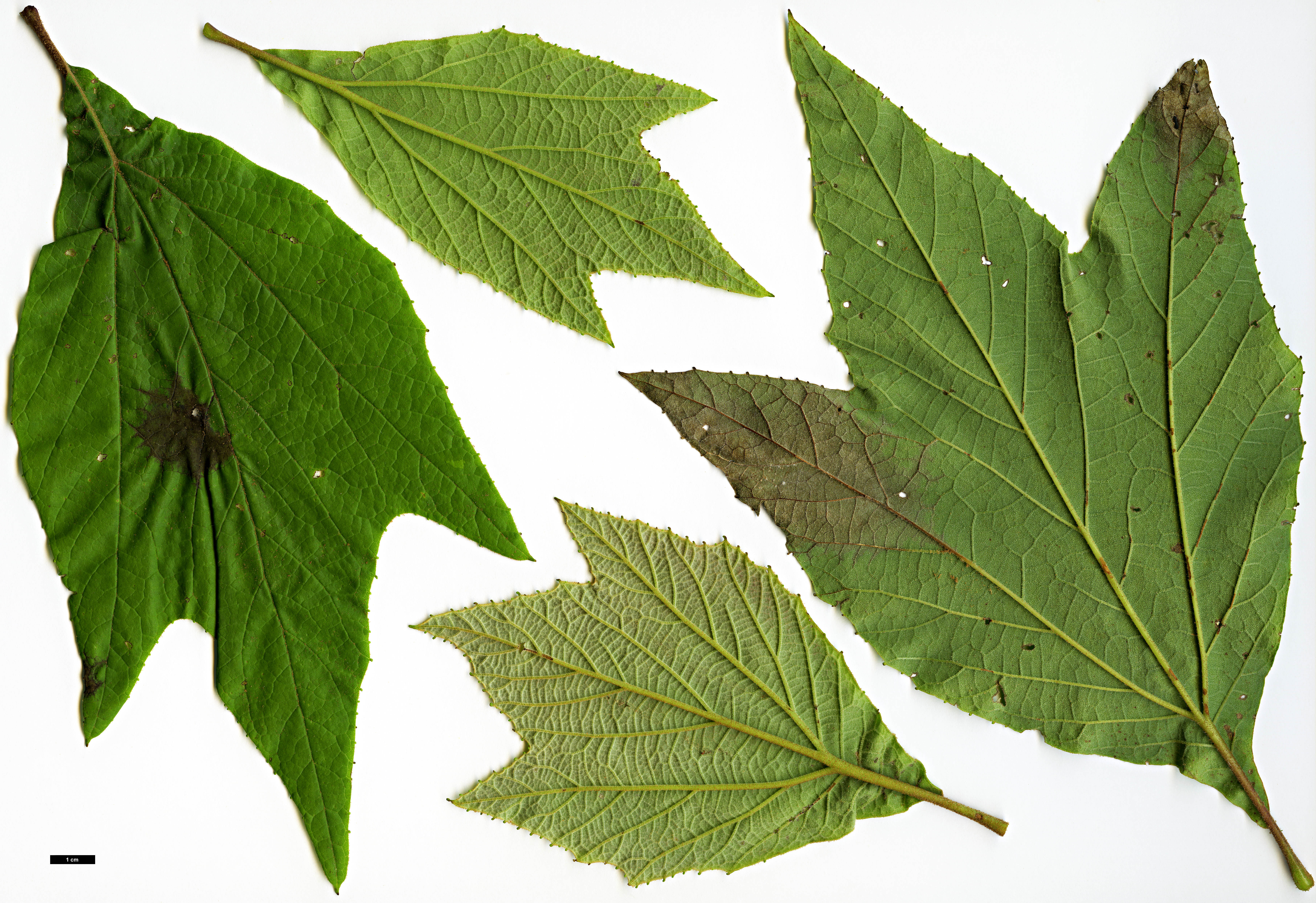 High resolution image: Family: Platanaceae - Genus: Platanus - Taxon: mexicana