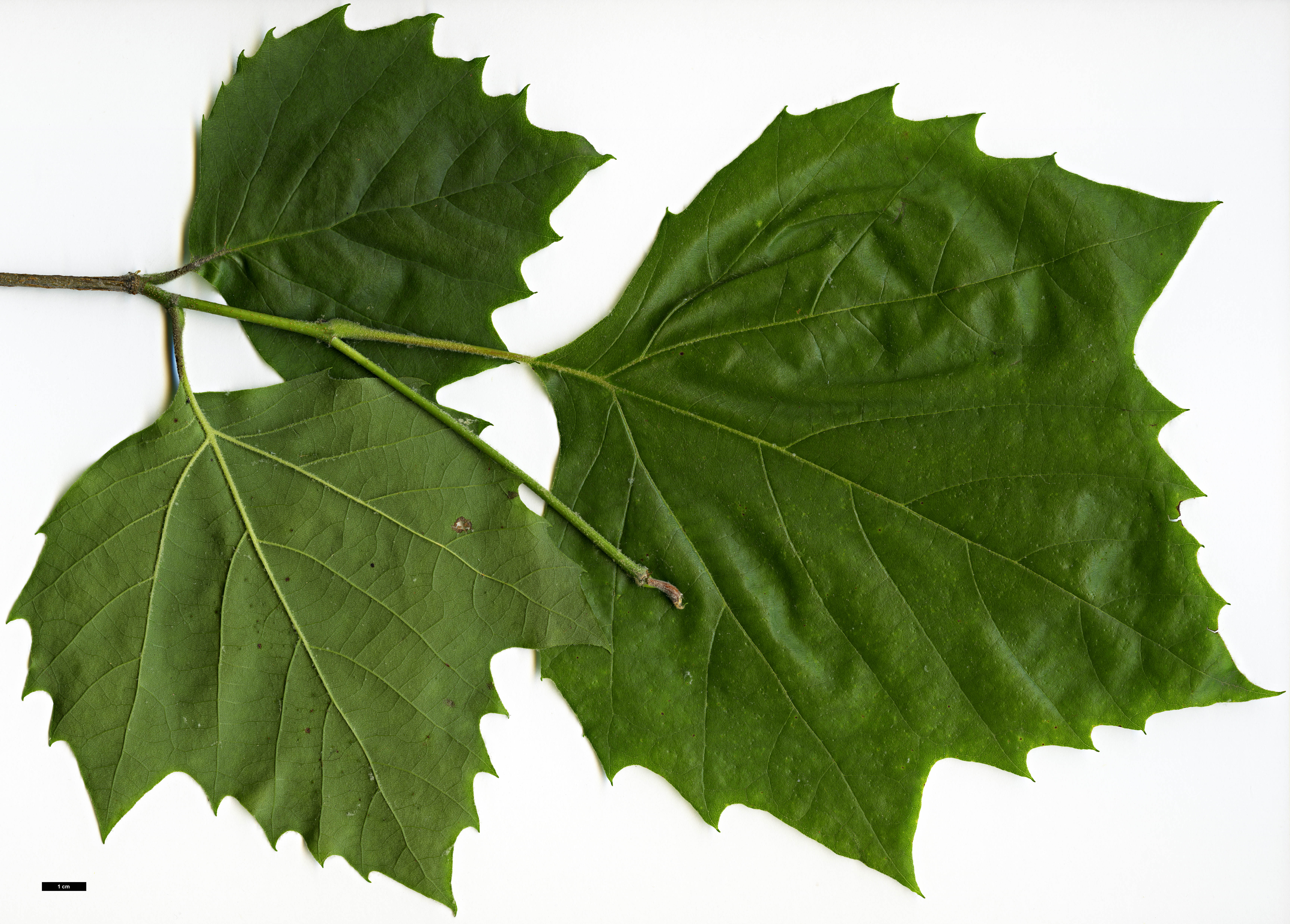 High resolution image: Family: Platanaceae - Genus: Platanus - Taxon: occidentalis