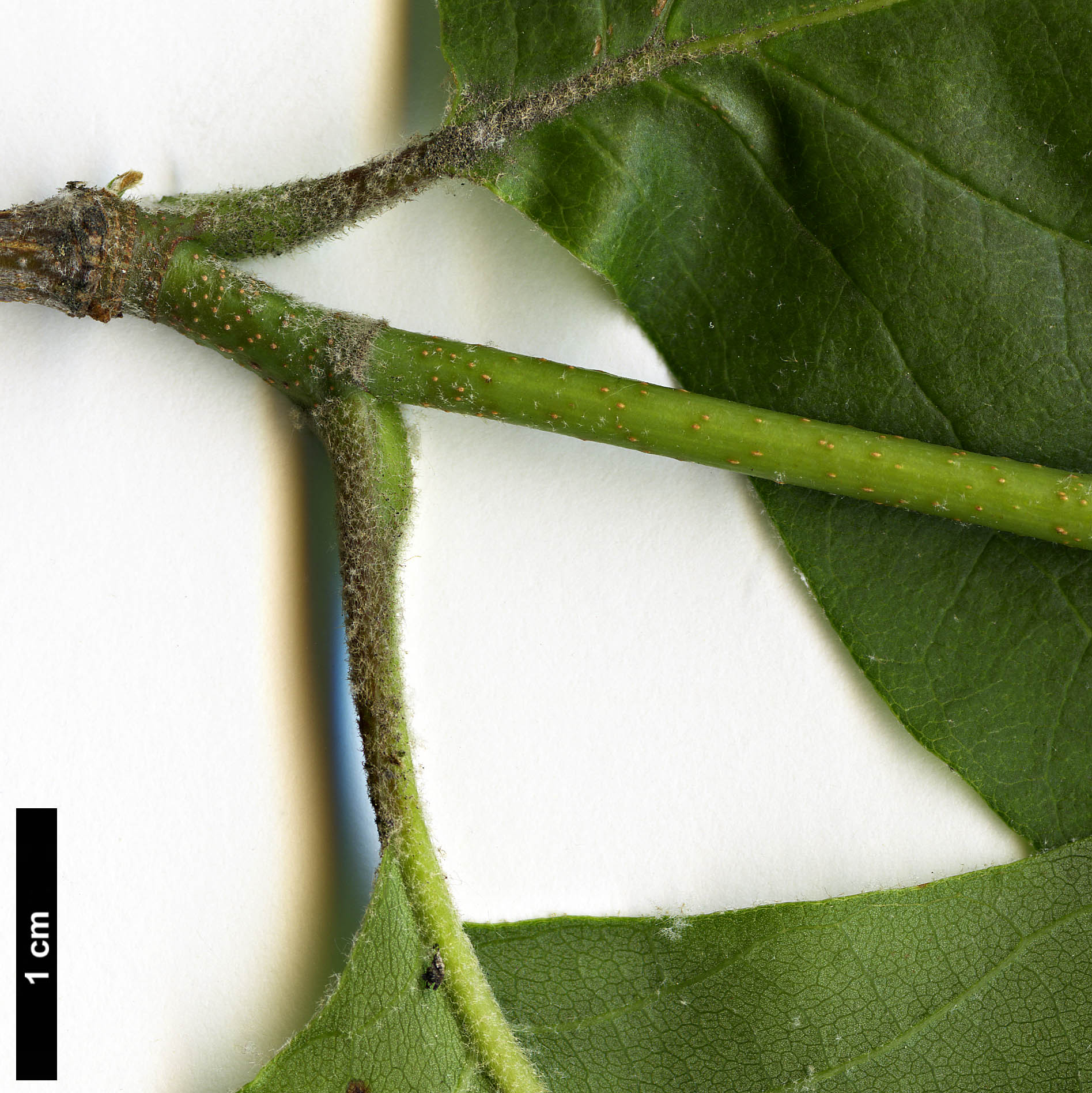 High resolution image: Family: Platanaceae - Genus: Platanus - Taxon: occidentalis