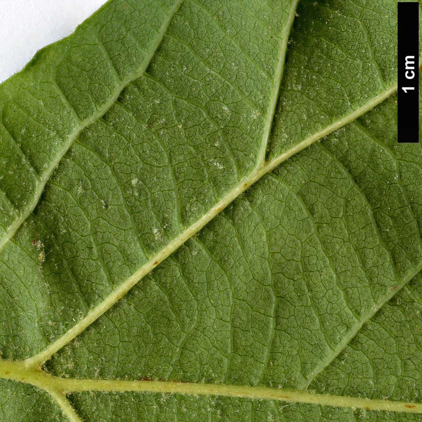 High resolution image: Family: Platanaceae - Genus: Platanus - Taxon: orientalis