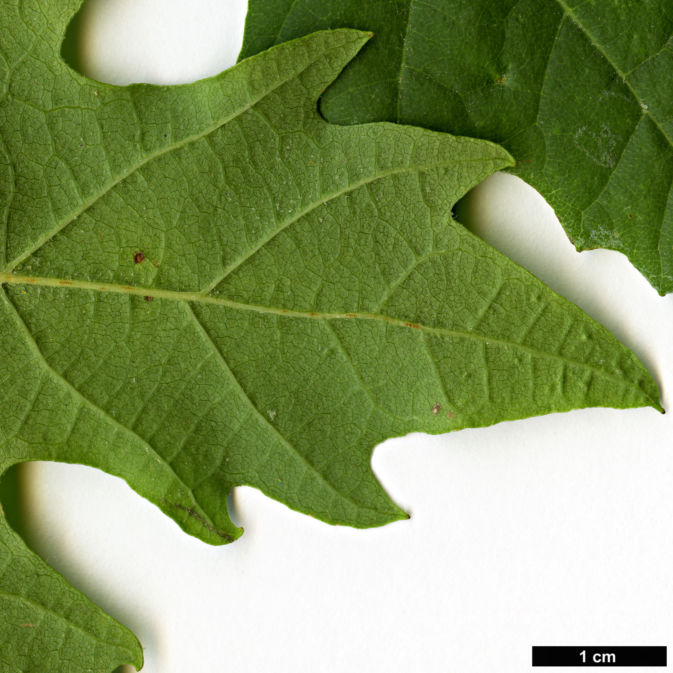 High resolution image: Family: Platanaceae - Genus: Platanus - Taxon: orientalis