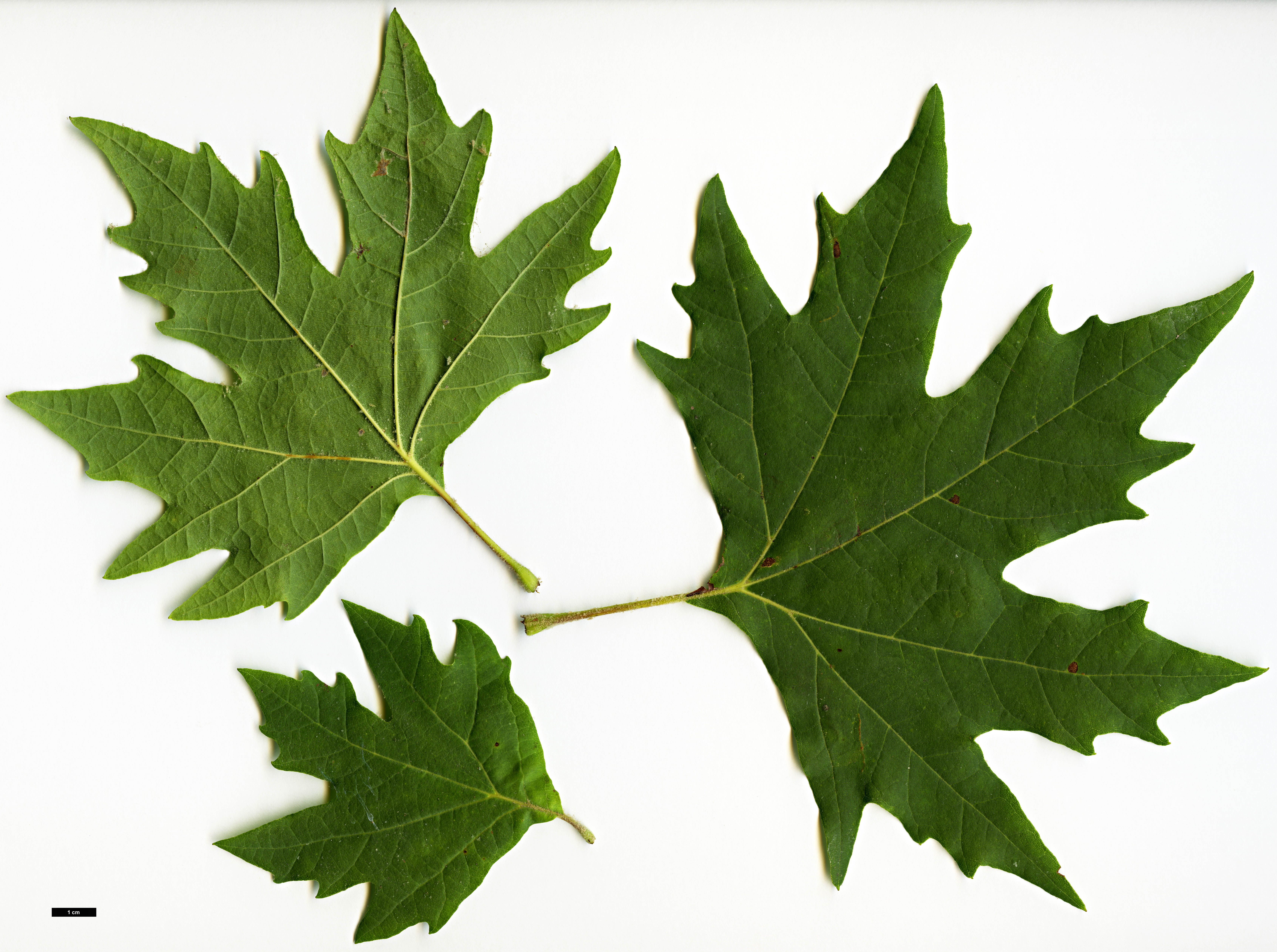 High resolution image: Family: Platanaceae - Genus: Platanus - Taxon: orientalis