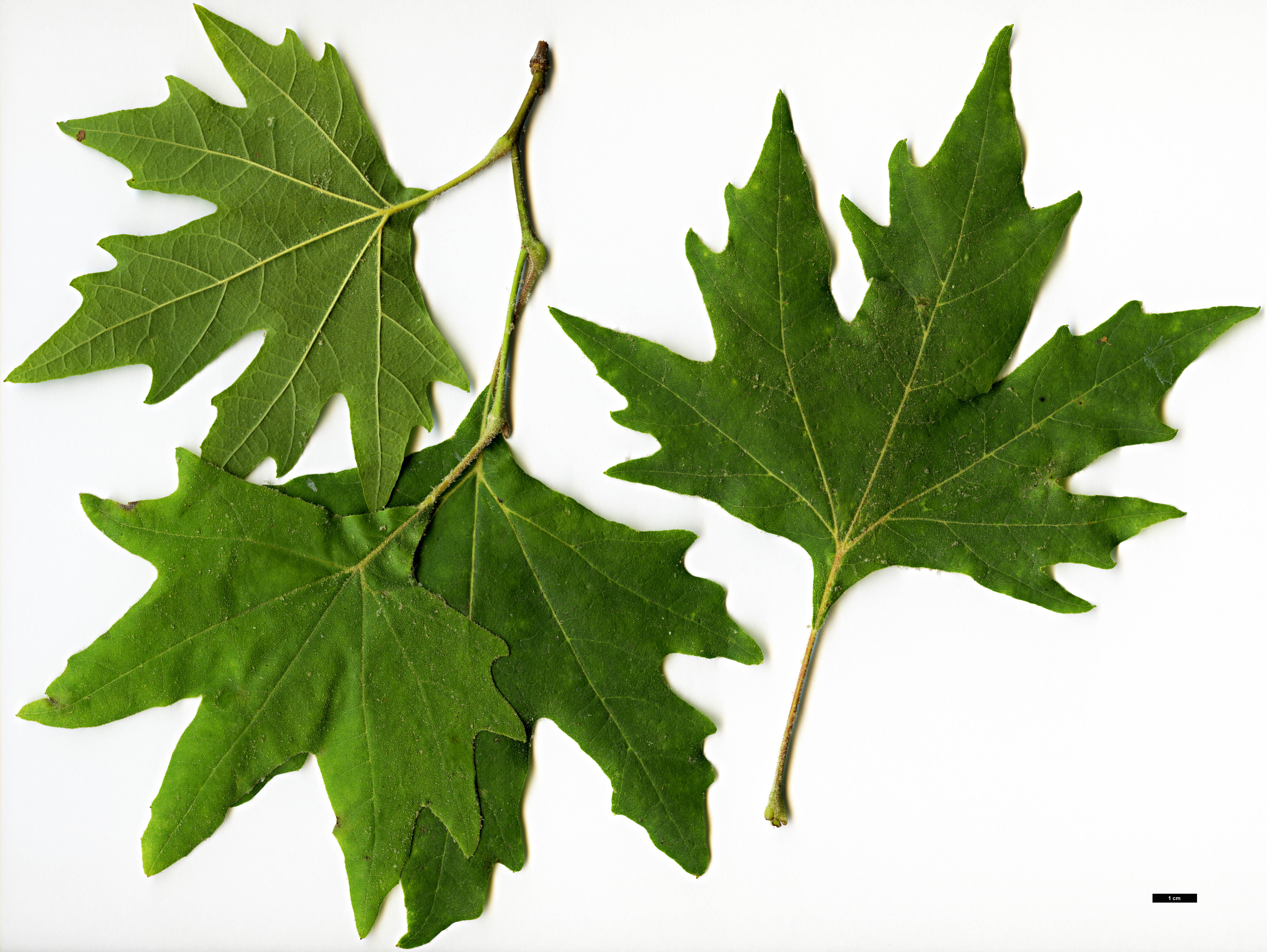 High resolution image: Family: Platanaceae - Genus: Platanus - Taxon: orientalis