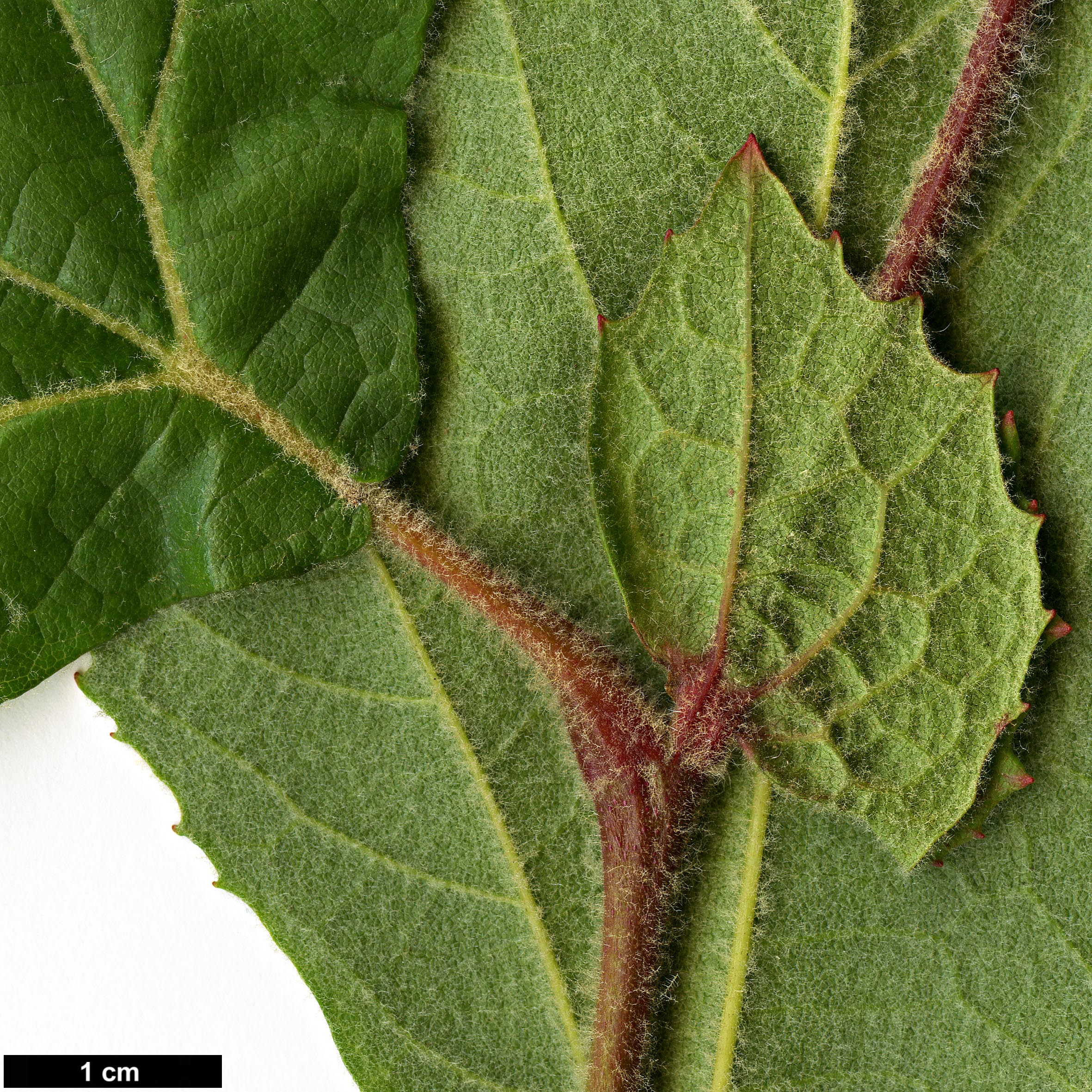 High resolution image: Family: Platanaceae - Genus: Platanus - Taxon: racemosa