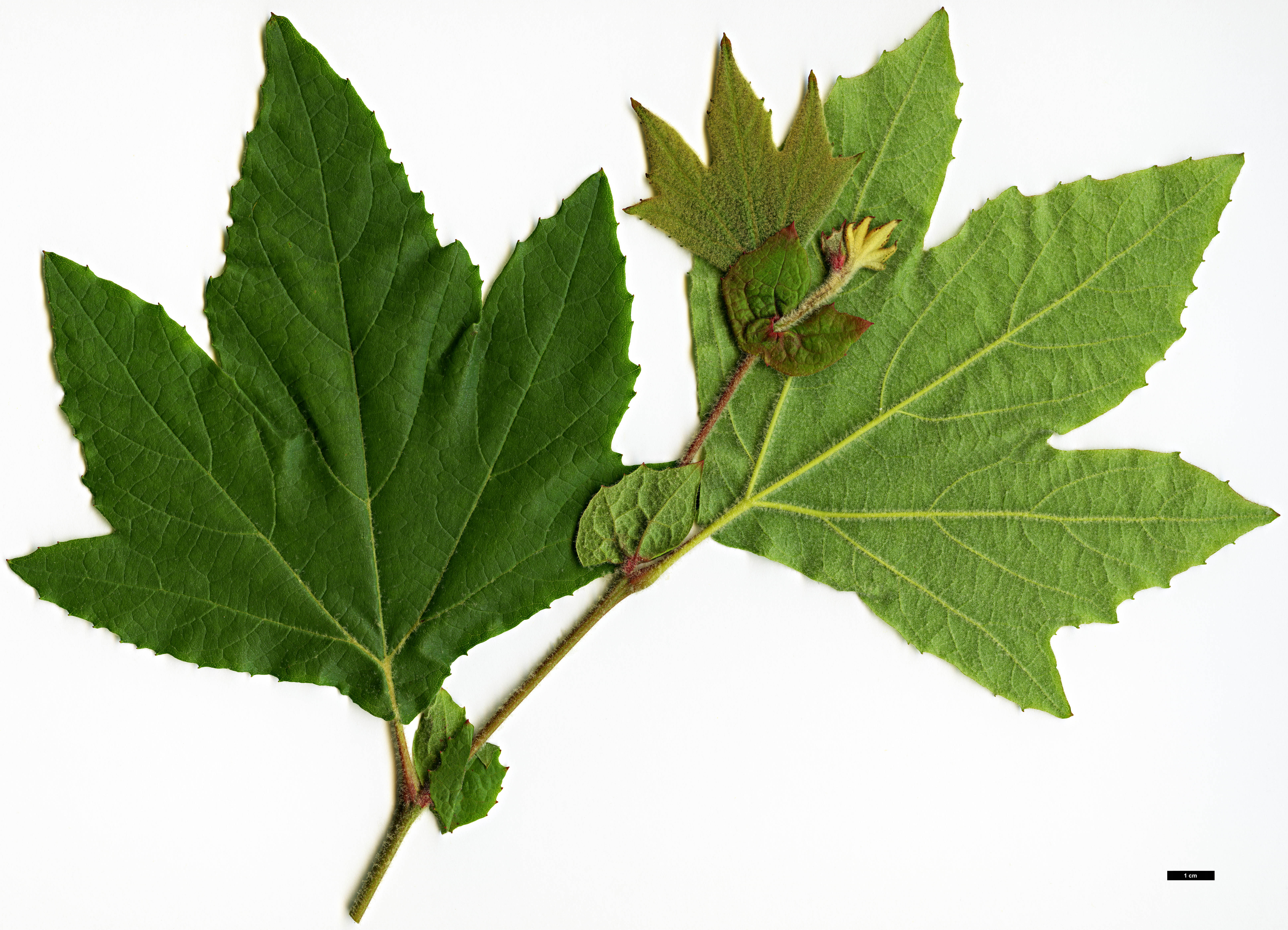 High resolution image: Family: Platanaceae - Genus: Platanus - Taxon: racemosa