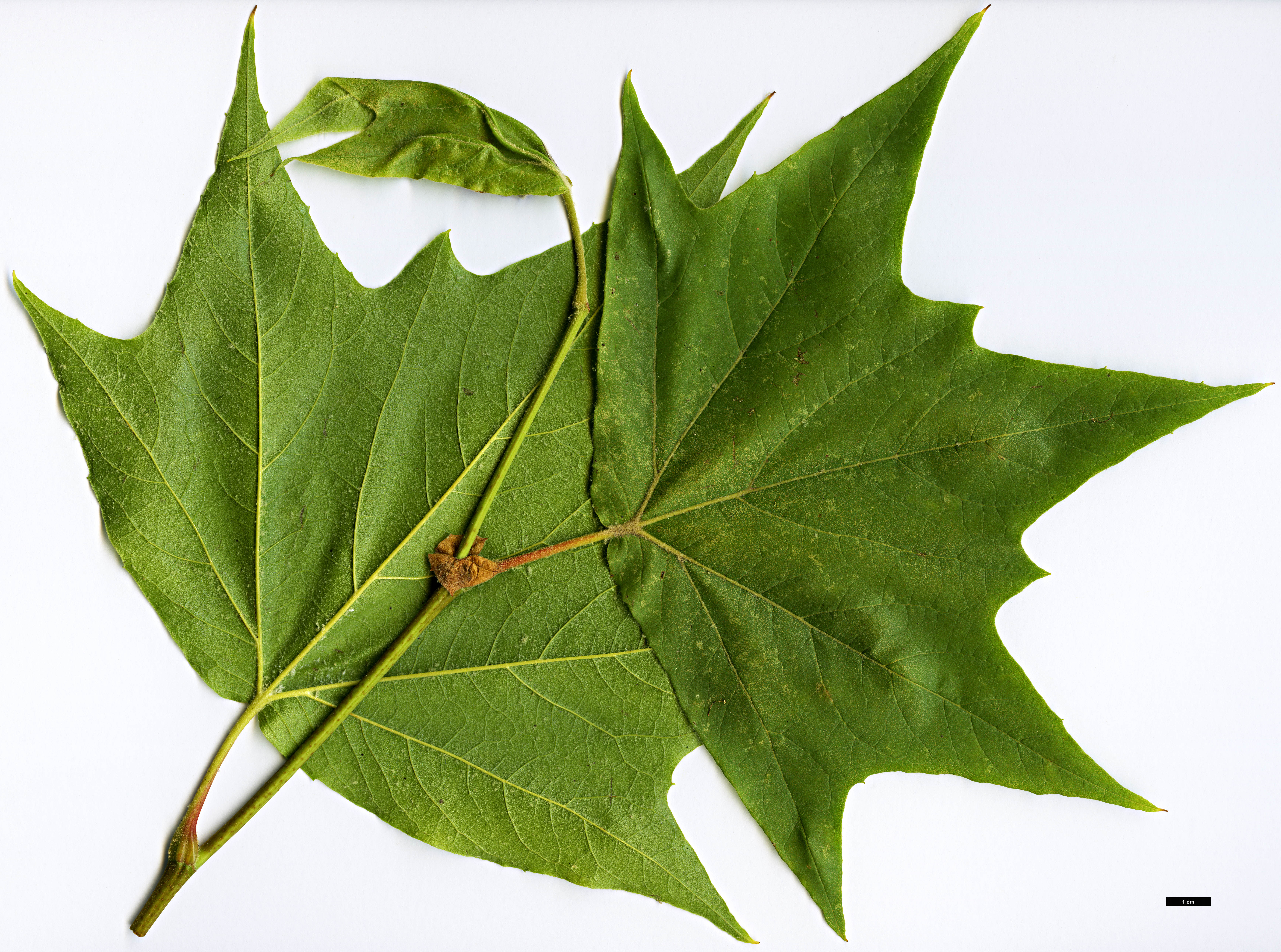 High resolution image: Family: Platanaceae - Genus: Platanus - Taxon: wrightii