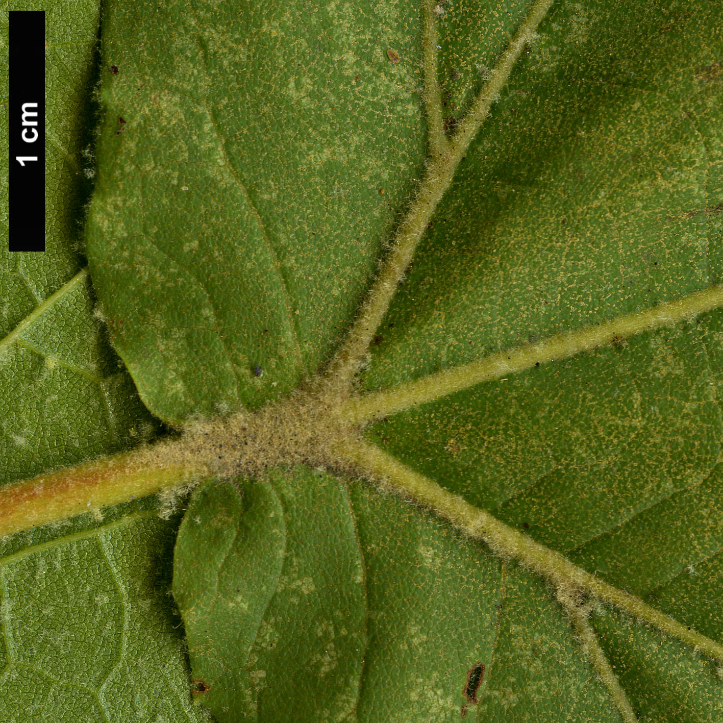 High resolution image: Family: Platanaceae - Genus: Platanus - Taxon: wrightii