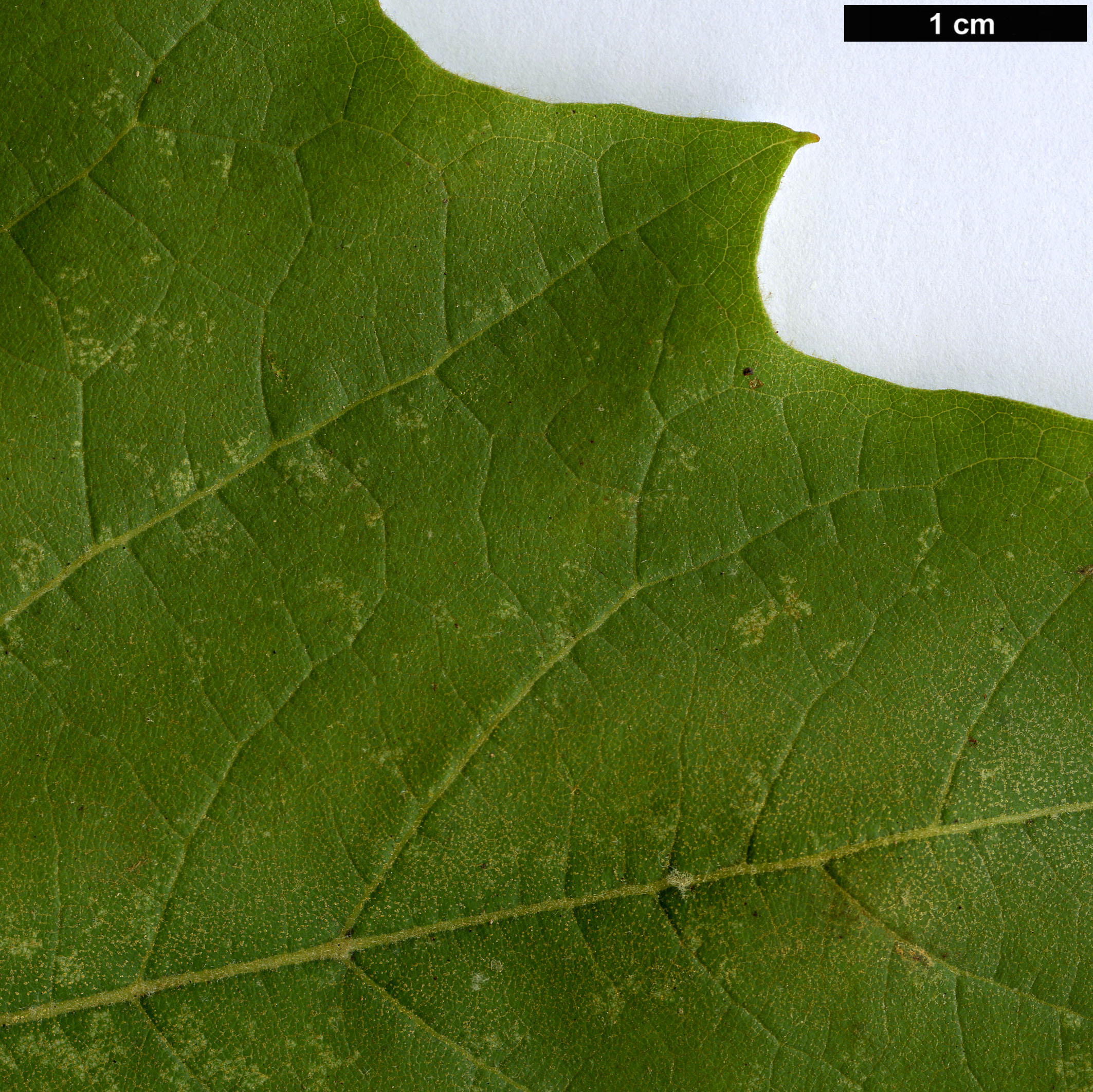 High resolution image: Family: Platanaceae - Genus: Platanus - Taxon: wrightii