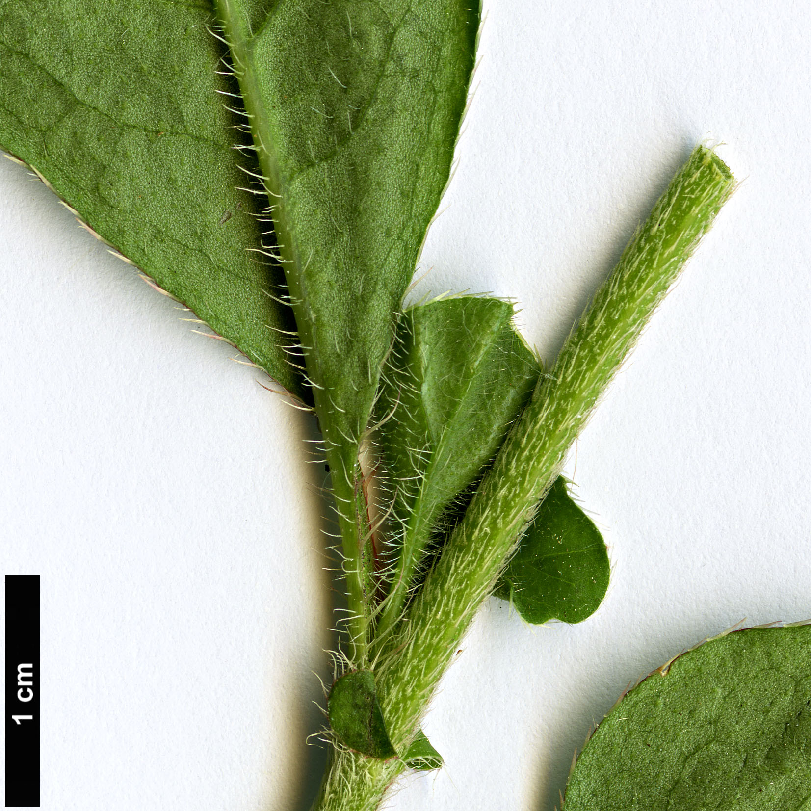 High resolution image: Family: Plumbaginaceae - Genus: Ceratostigma - Taxon: griffithii