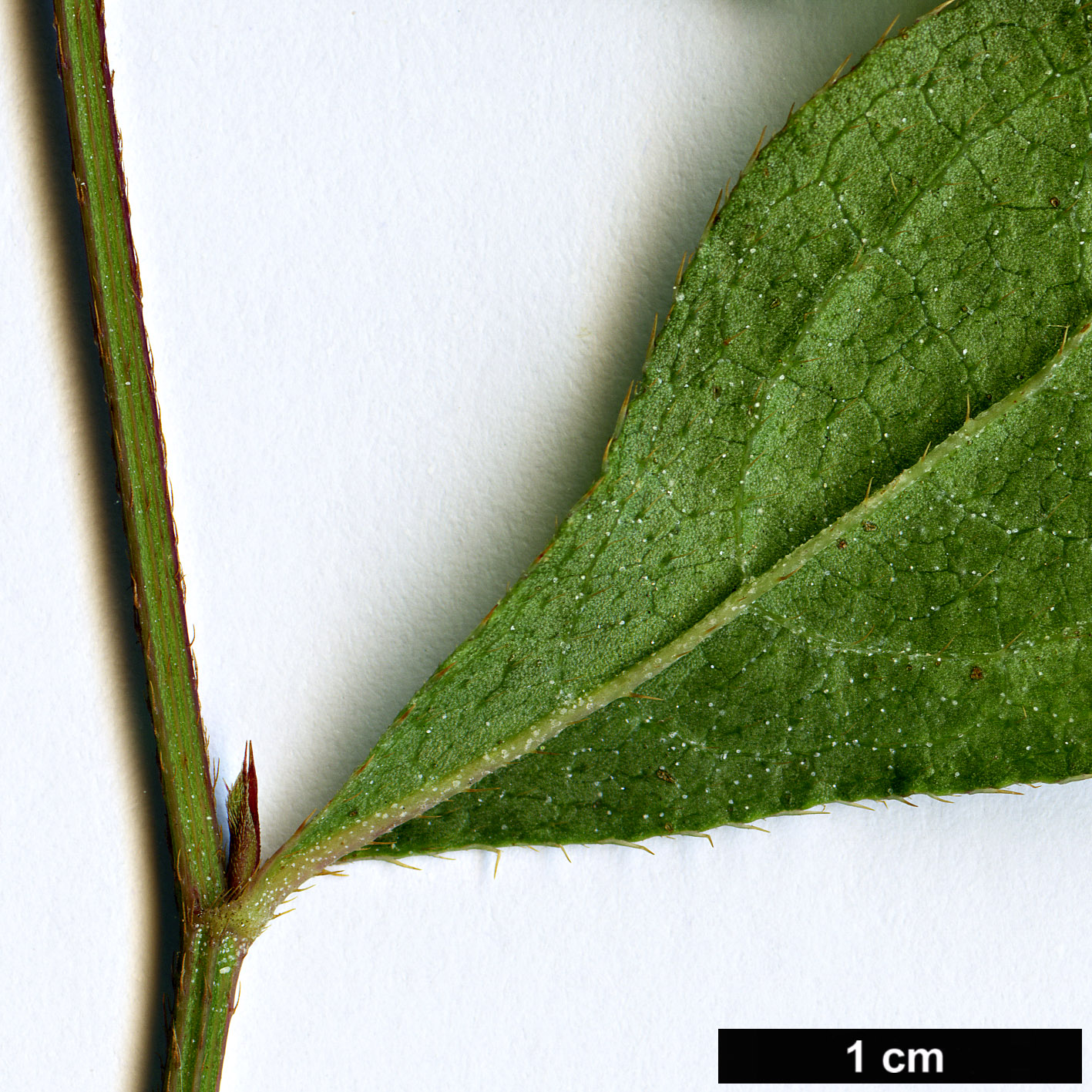 High resolution image: Family: Plumbaginaceae - Genus: Ceratostigma - Taxon: willmottianum