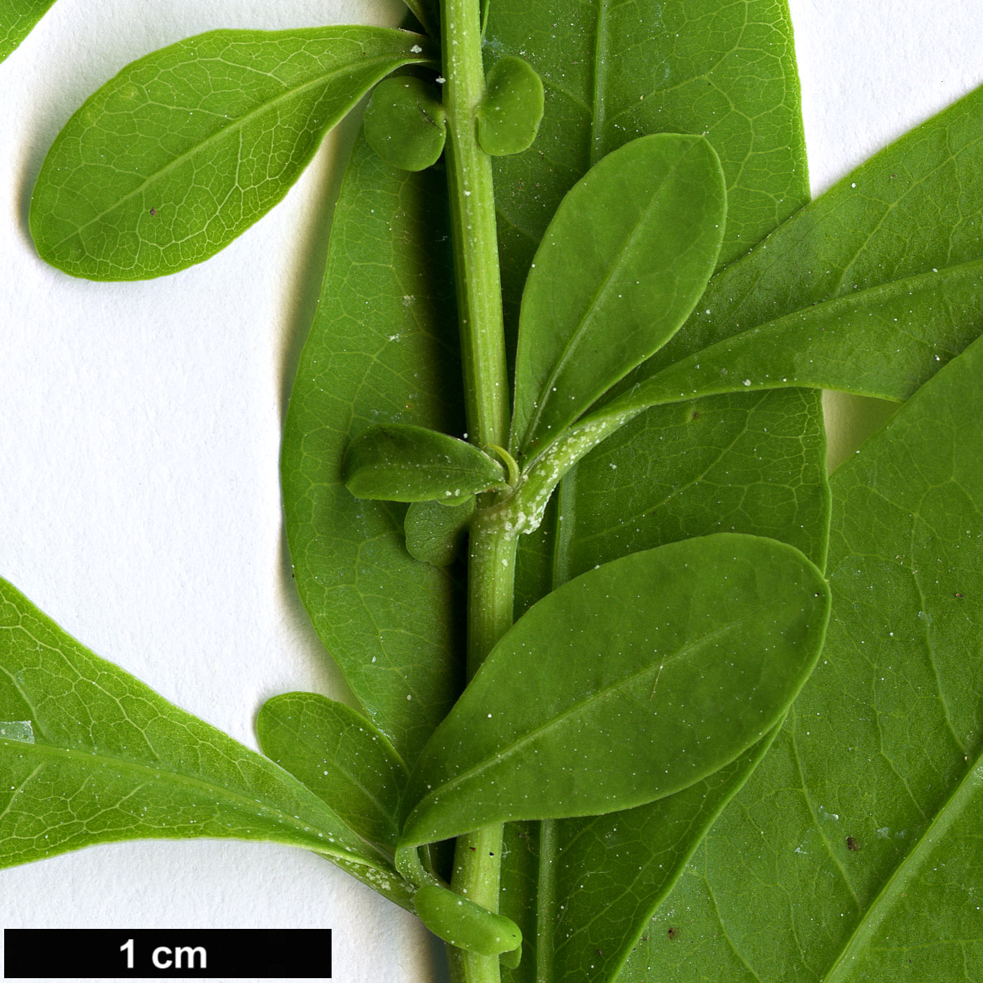 High resolution image: Family: Plumbaginaceae - Genus: Plumbago - Taxon: auriculata