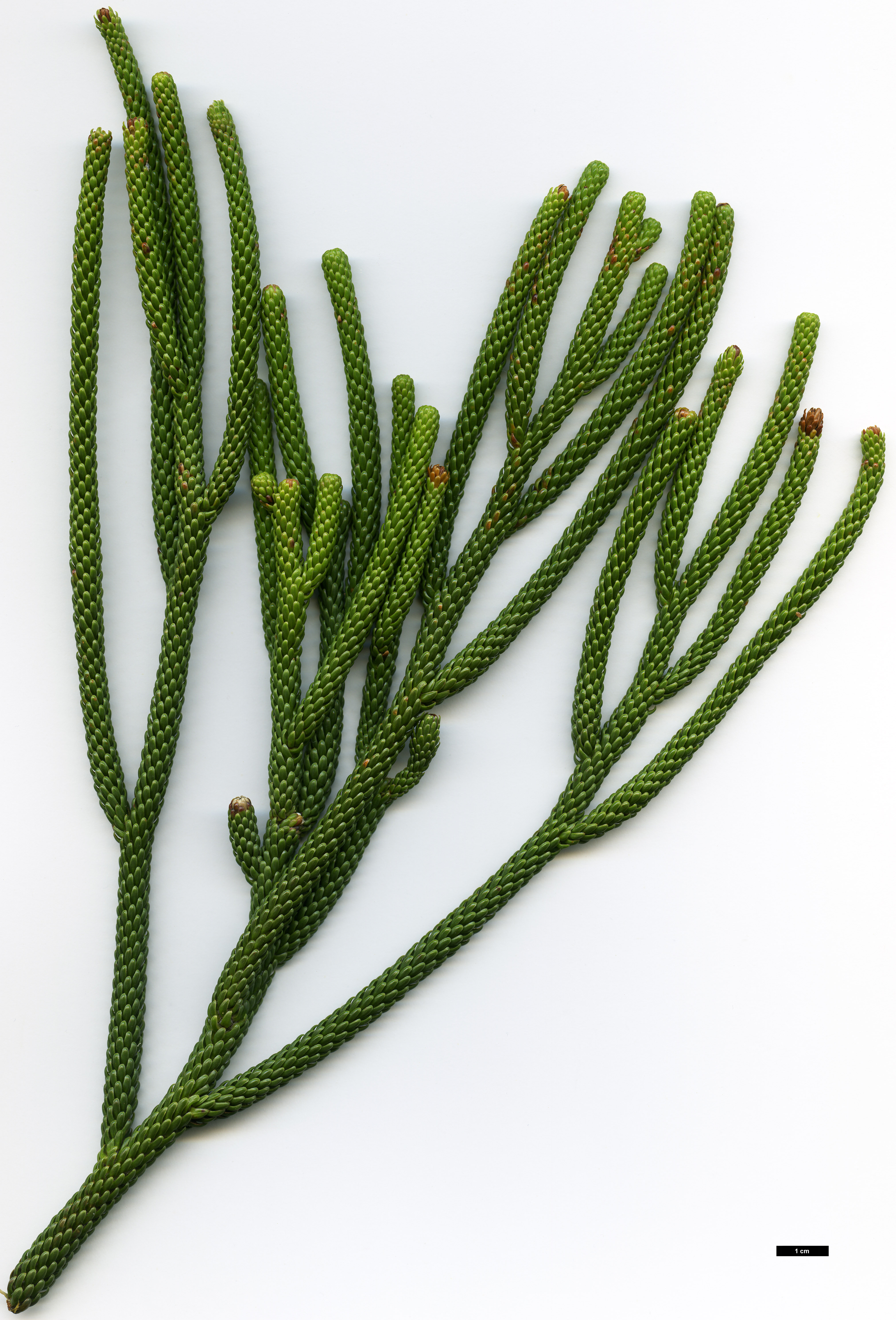 High resolution image: Family: Podocarpaceae - Genus: Dacrydium - Taxon: araucarioides