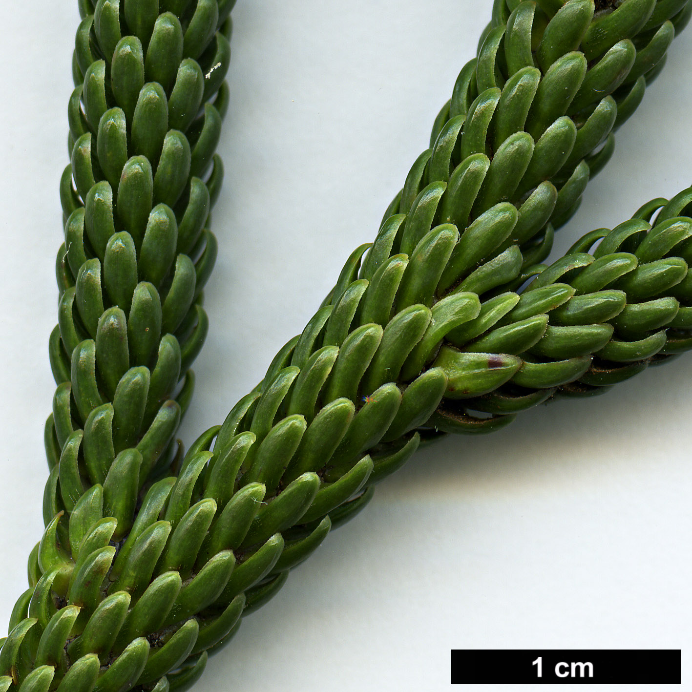 High resolution image: Family: Podocarpaceae - Genus: Dacrydium - Taxon: araucarioides