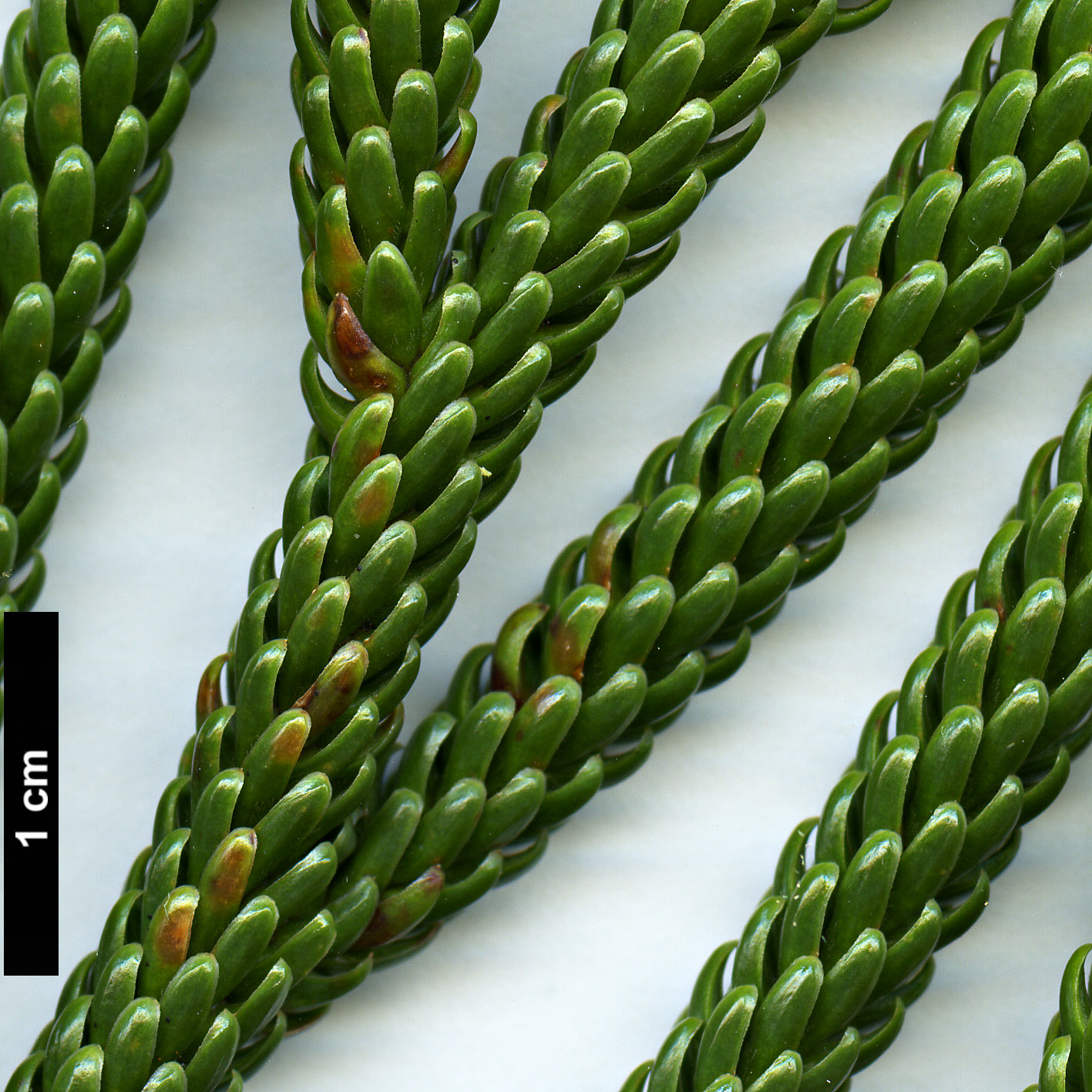 High resolution image: Family: Podocarpaceae - Genus: Dacrydium - Taxon: araucarioides