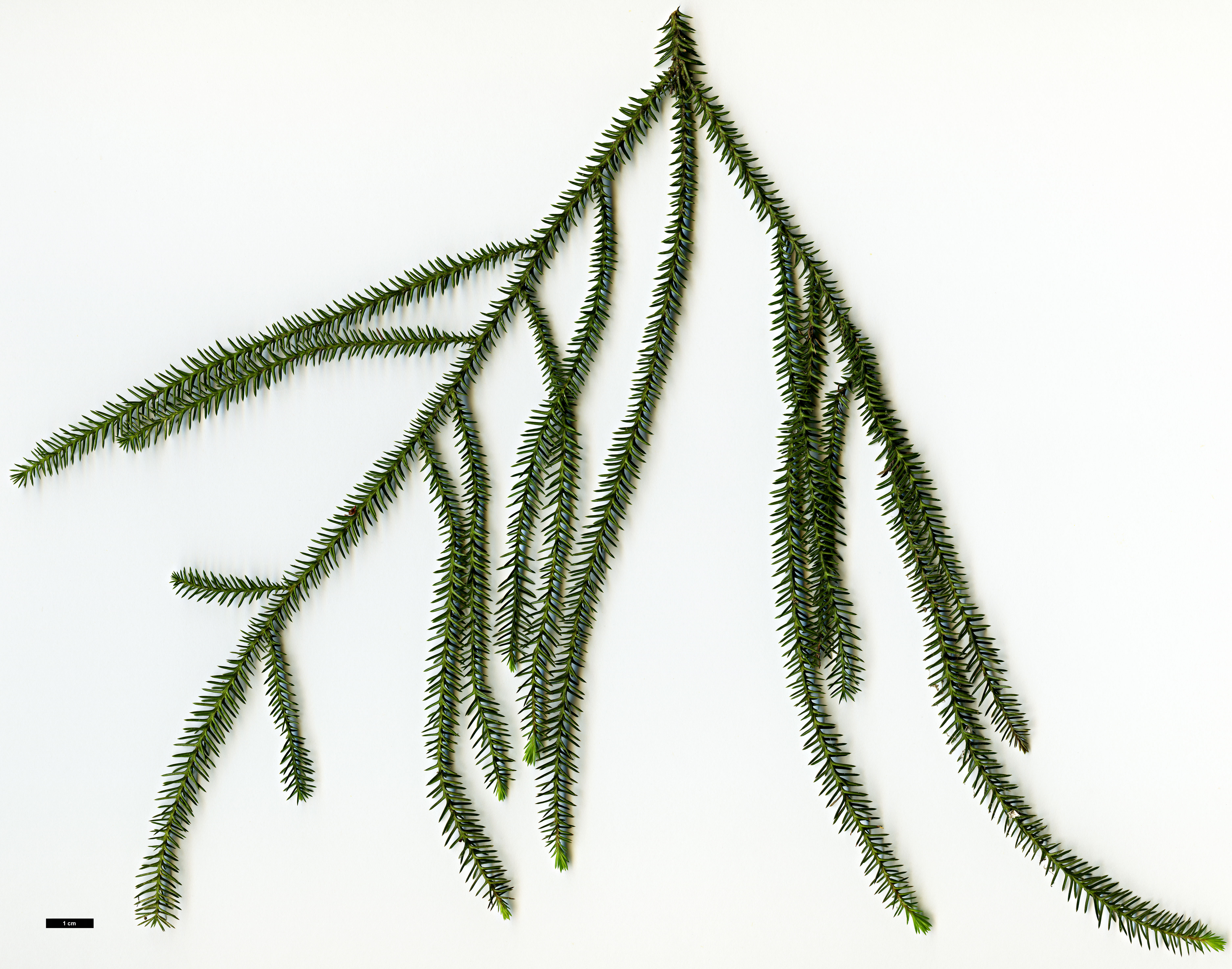 High resolution image: Family: Podocarpaceae - Genus: Dacrydium - Taxon: cupressinum