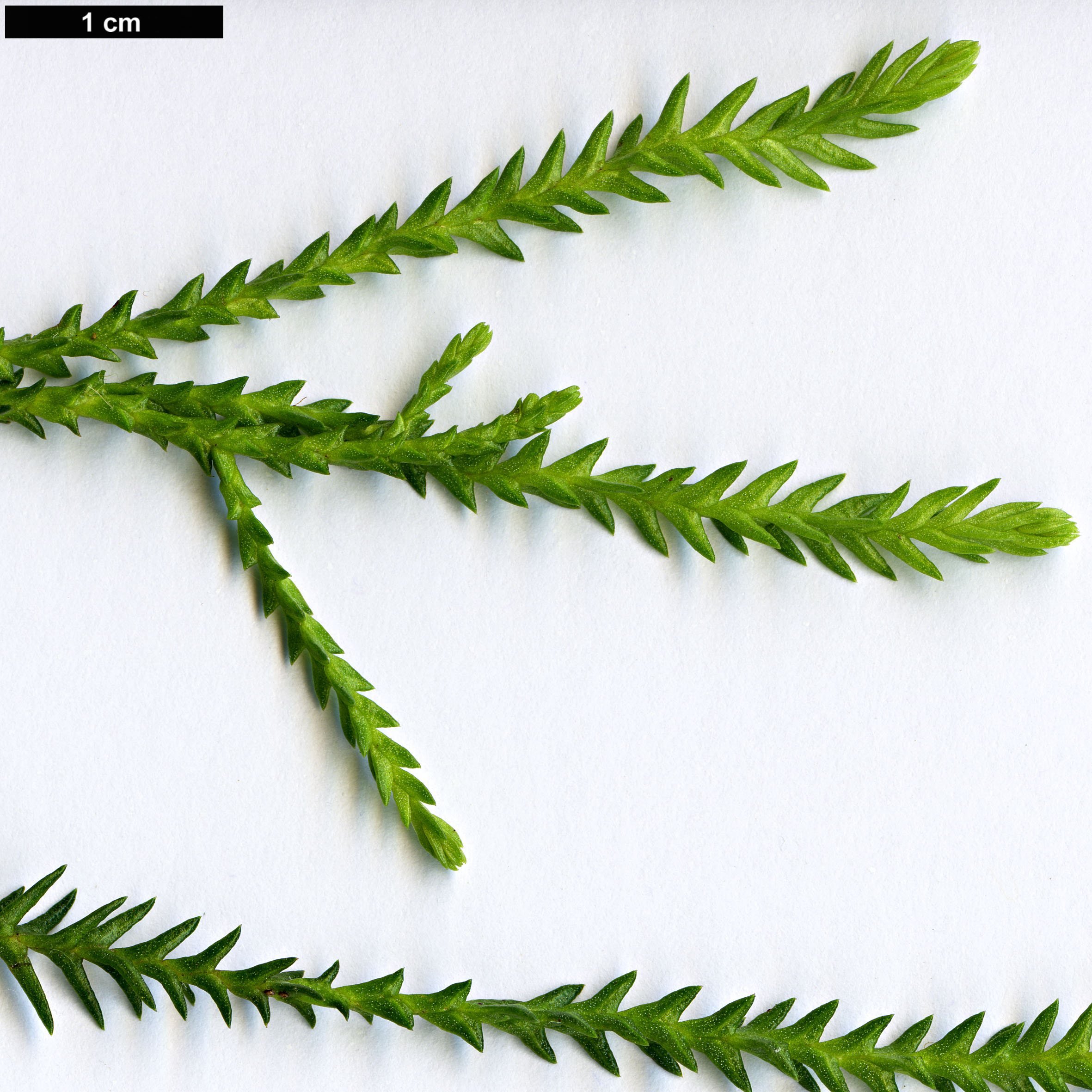 High resolution image: Family: Podocarpaceae - Genus: Dacrydium - Taxon: nidulum