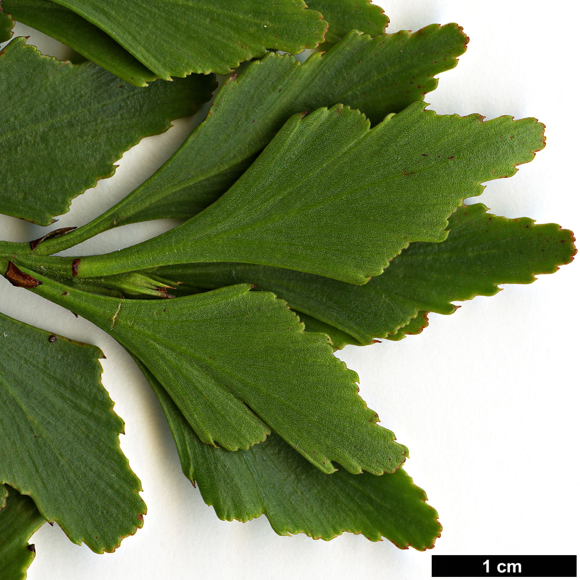 High resolution image: Family: Podocarpaceae - Genus: Phyllocladus - Taxon: aspleniifolius