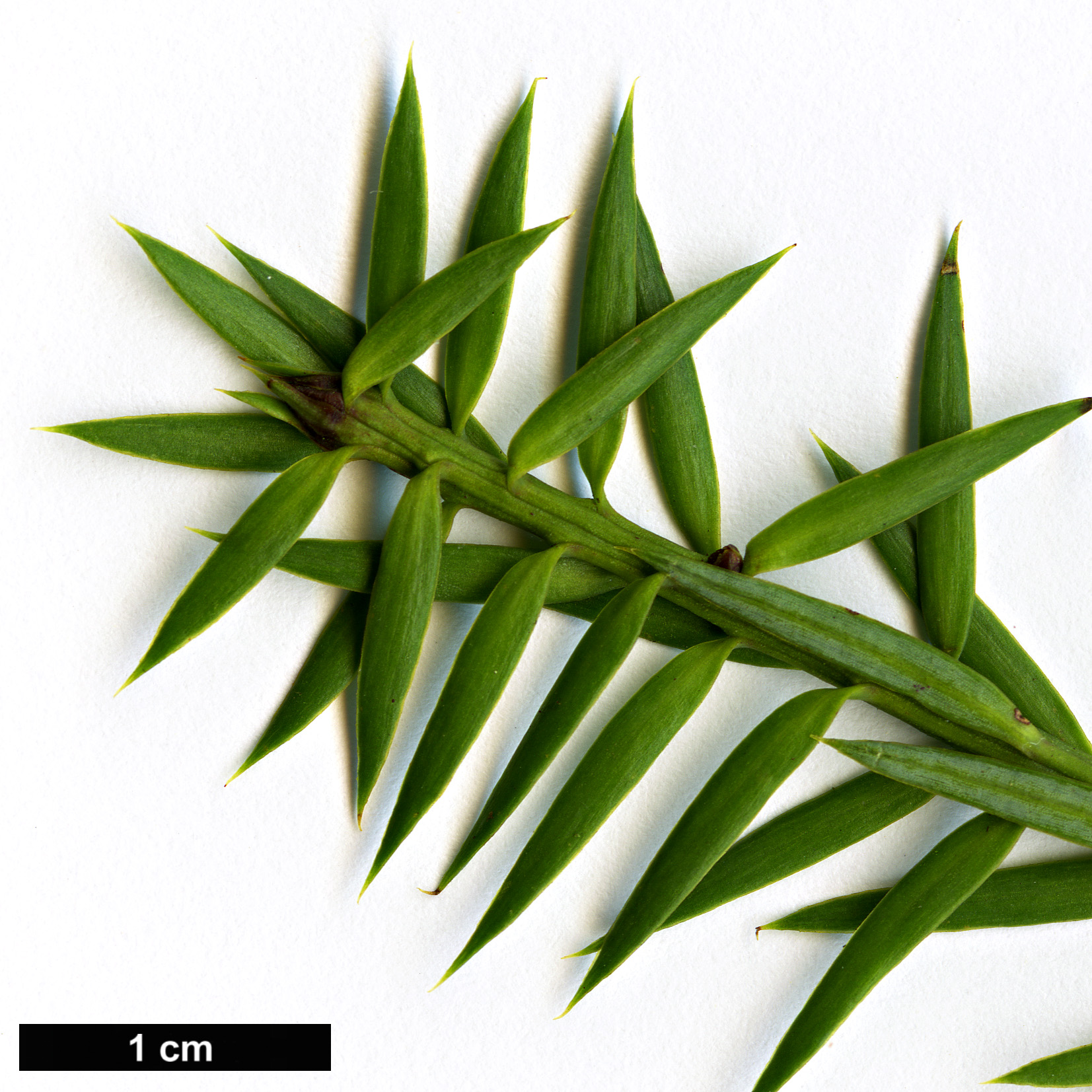 High resolution image: Family: Podocarpaceae - Genus: Podocarpus - Taxon: acutifolius