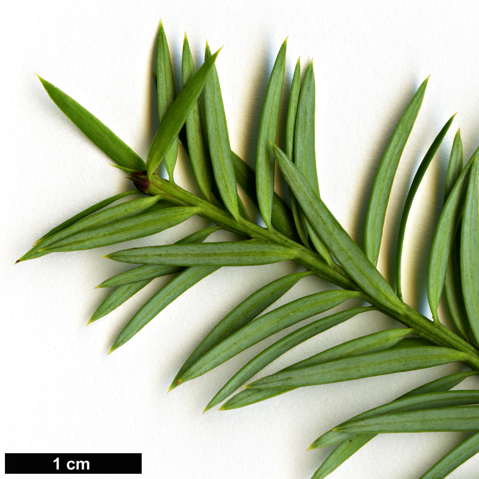 High resolution image: Family: Podocarpaceae - Genus: Podocarpus - Taxon: acutifolius