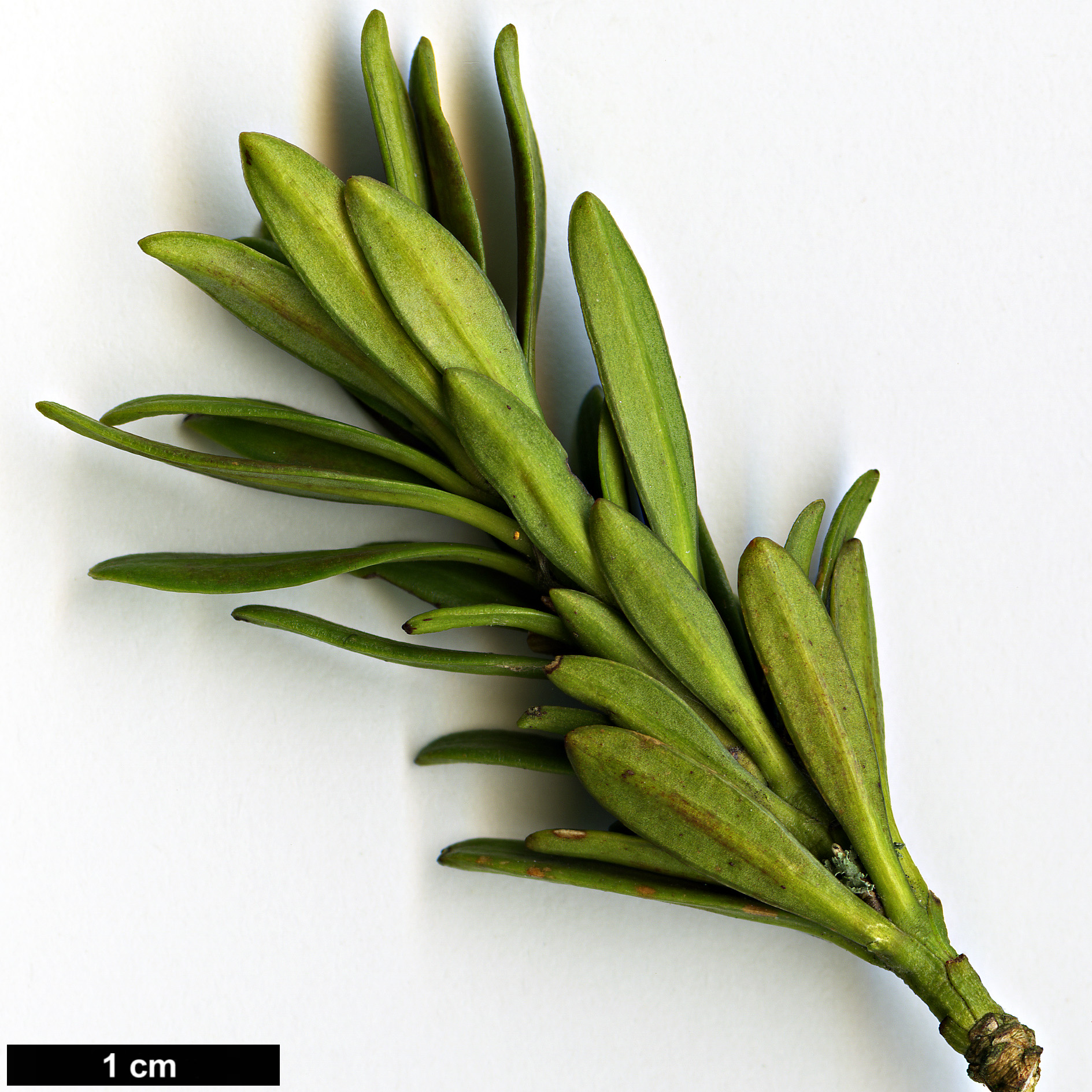 High resolution image: Family: Podocarpaceae - Genus: Podocarpus - Taxon: chingianus