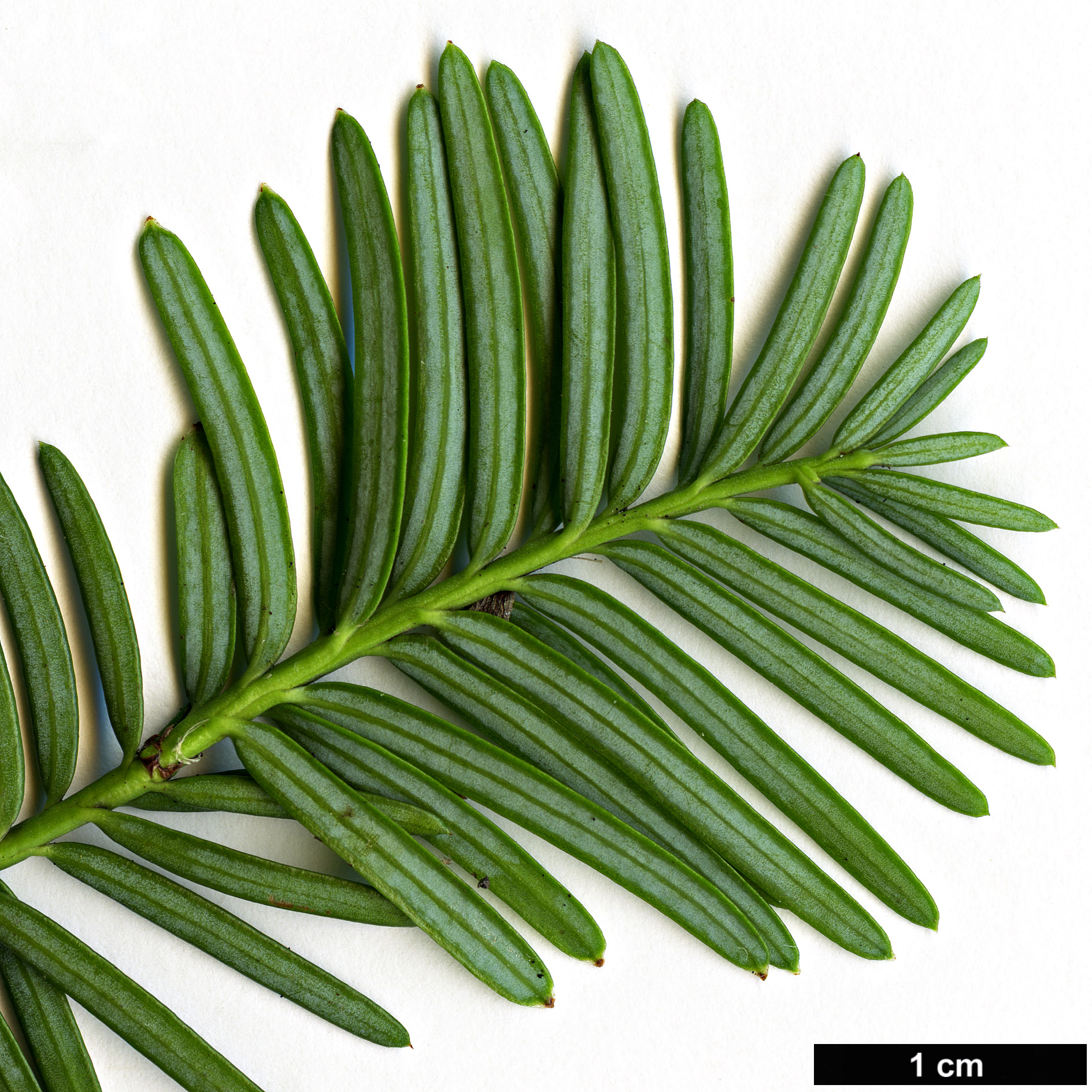 High resolution image: Family: Podocarpaceae - Genus: Podocarpus - Taxon: chingianus