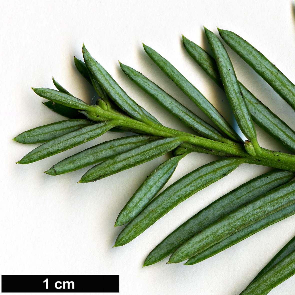 High resolution image: Family: Podocarpaceae - Genus: Podocarpus - Taxon: chingianus