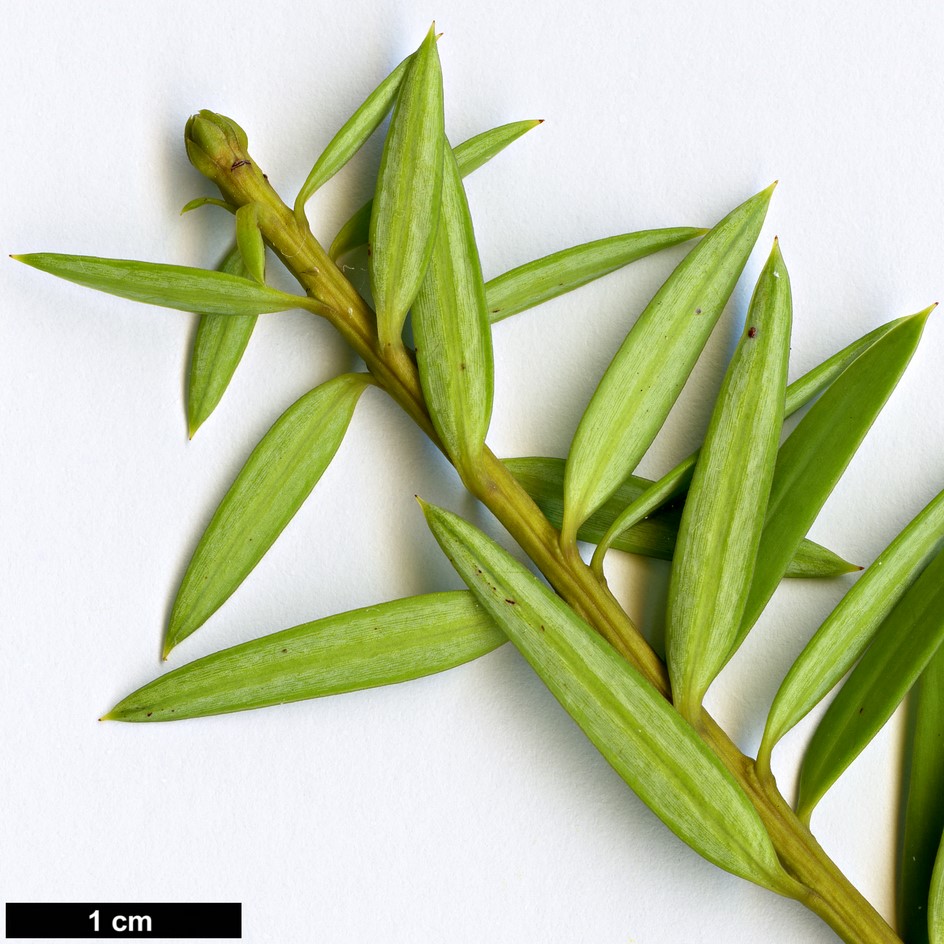 High resolution image: Family: Podocarpaceae - Genus: Podocarpus - Taxon: cunninghamii