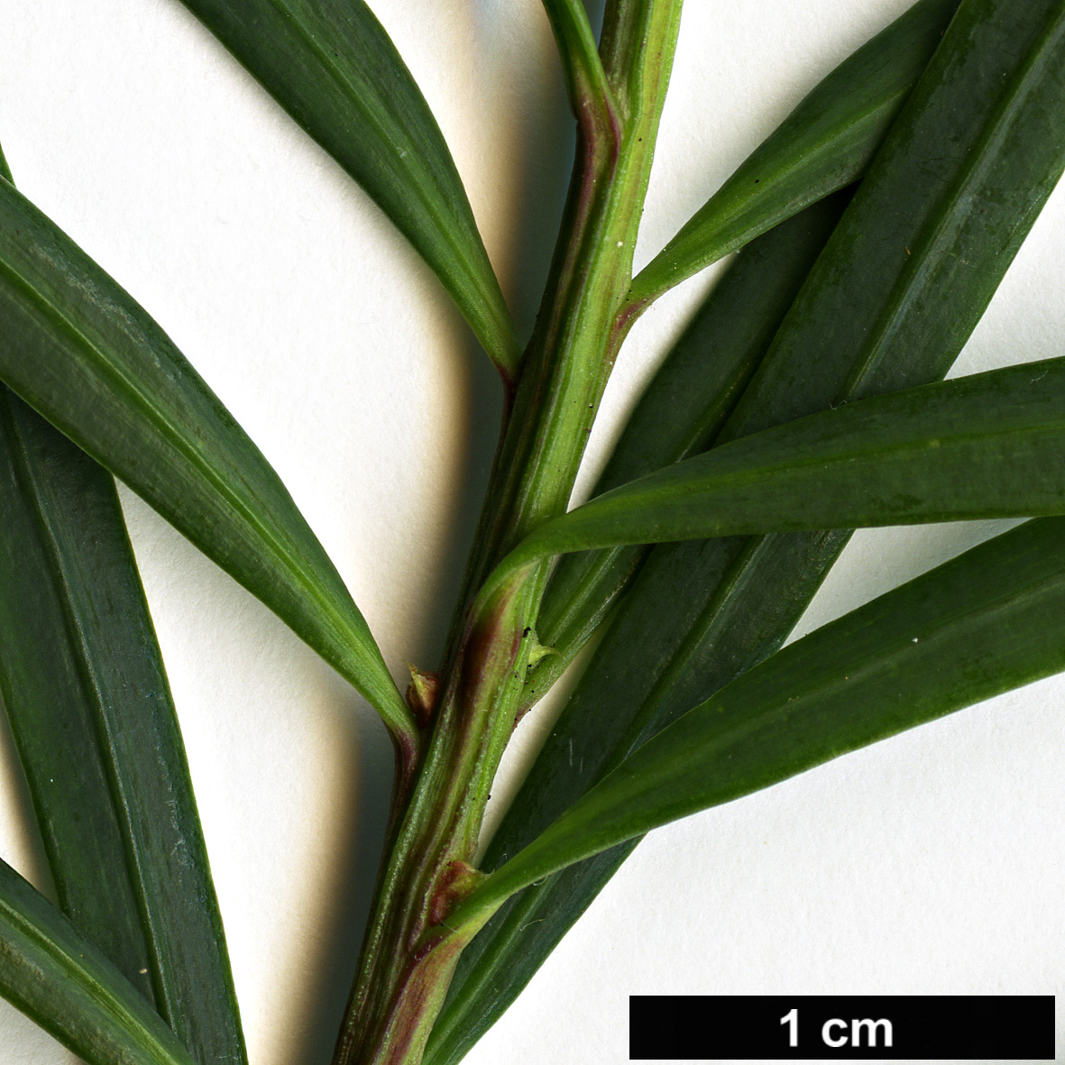 High resolution image: Family: Podocarpaceae - Genus: Podocarpus - Taxon: drouynianus