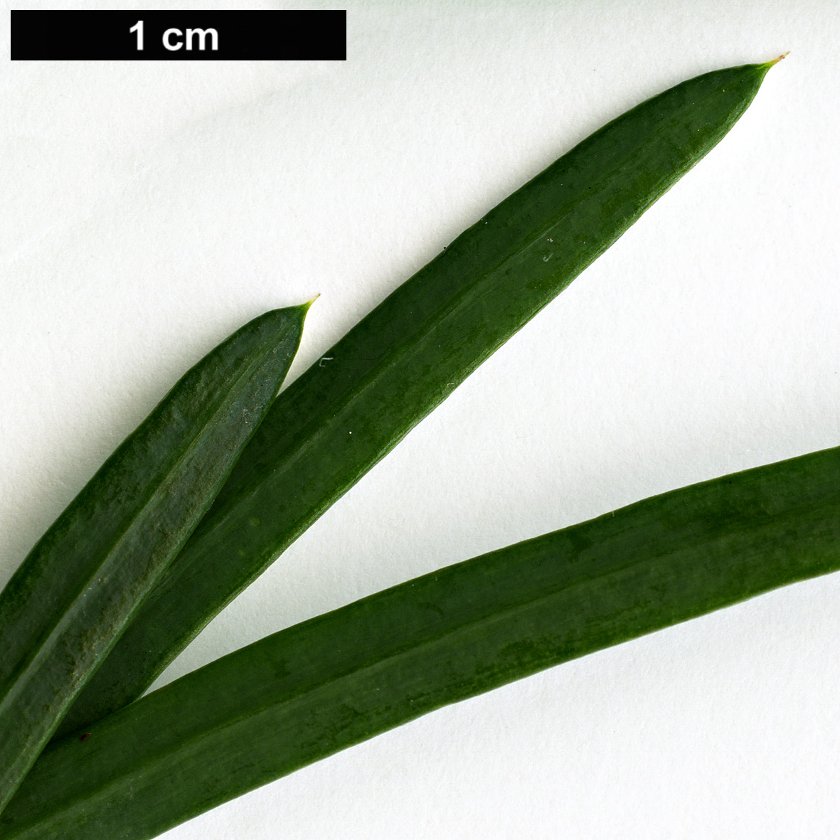 High resolution image: Family: Podocarpaceae - Genus: Podocarpus - Taxon: drouynianus