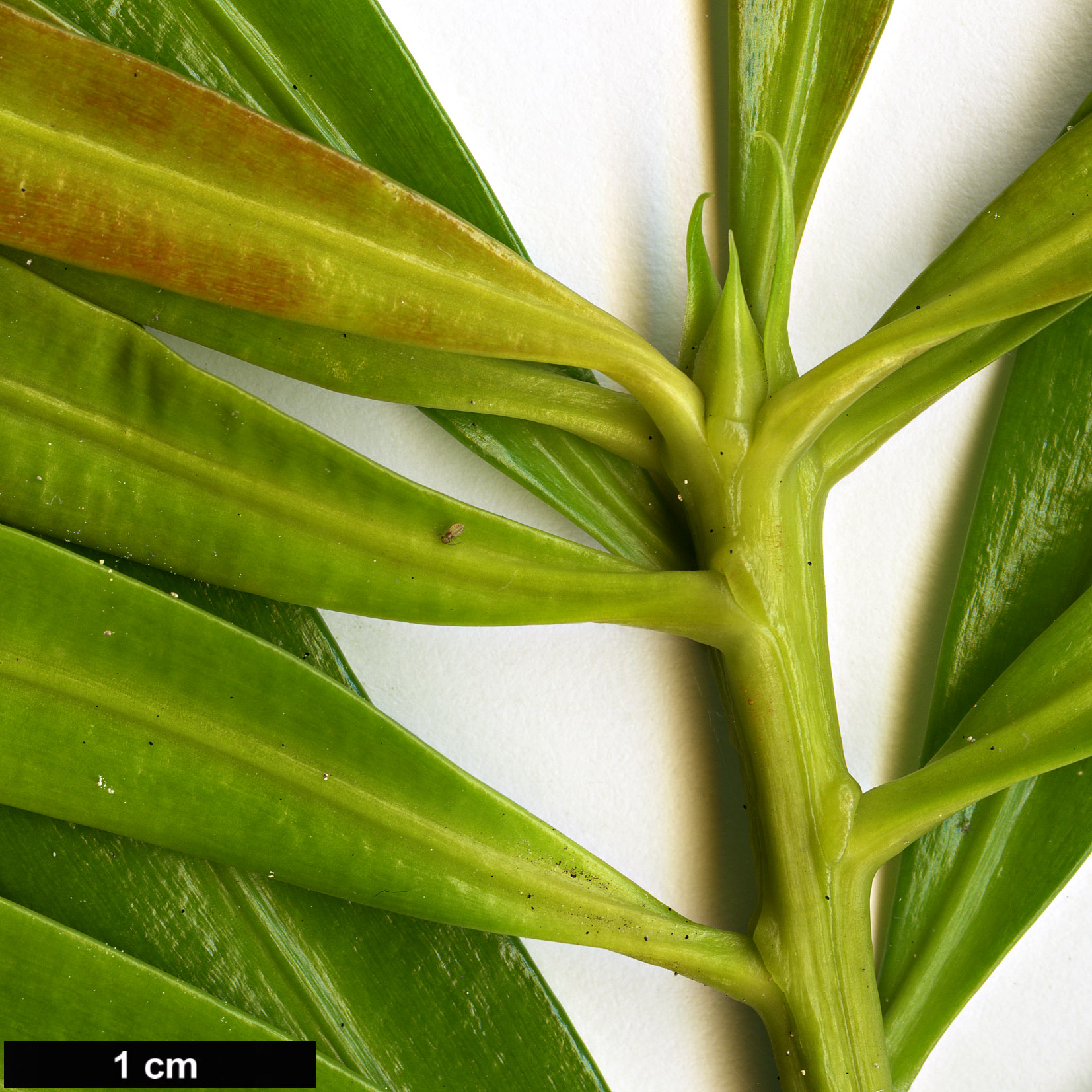 High resolution image: Family: Podocarpaceae - Genus: Podocarpus - Taxon: edinburghensis