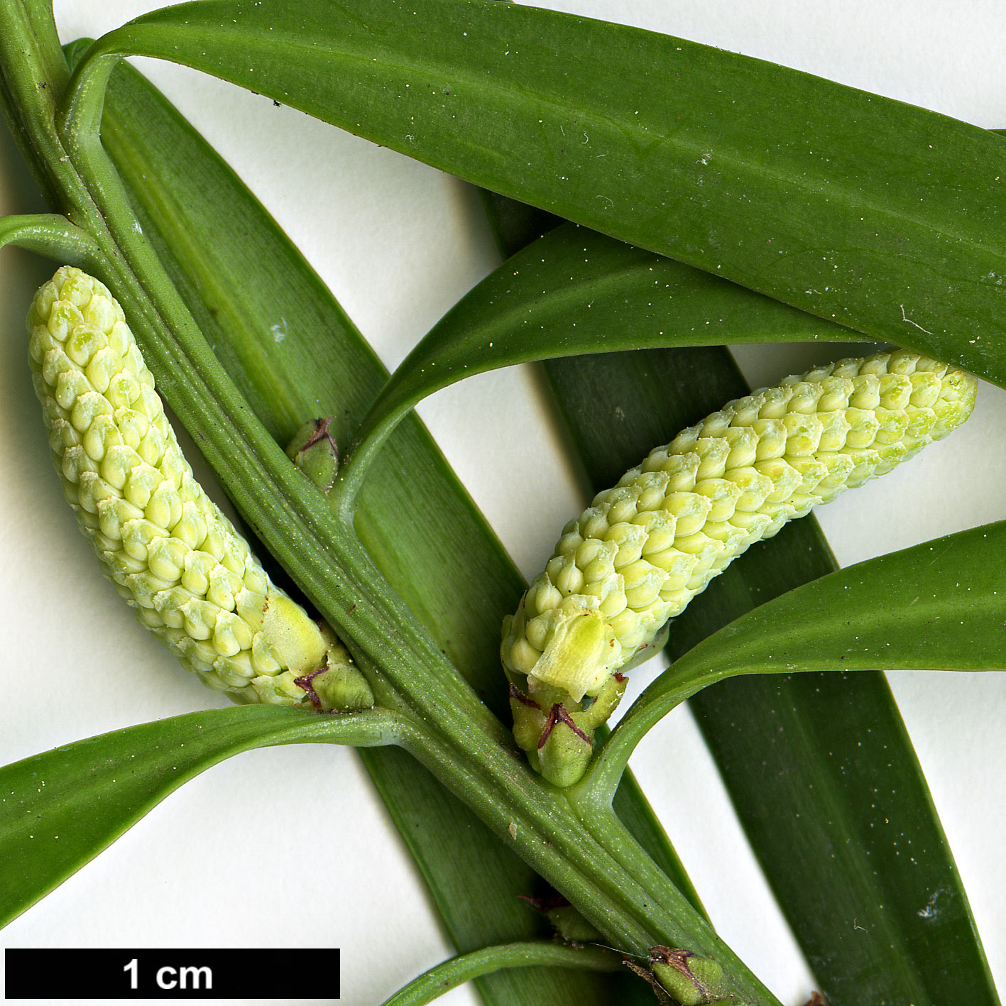 High resolution image: Family: Podocarpaceae - Genus: Podocarpus - Taxon: elongatus