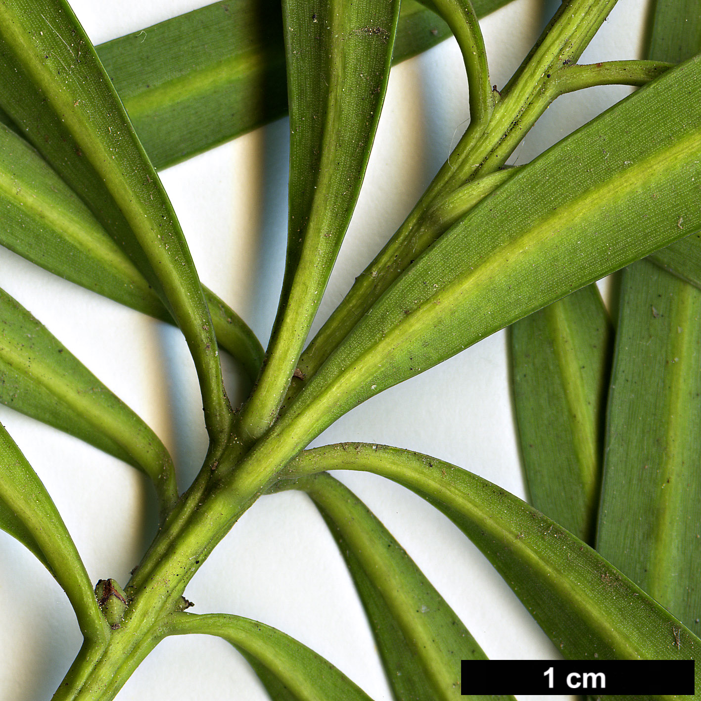 High resolution image: Family: Podocarpaceae - Genus: Podocarpus - Taxon: elongatus