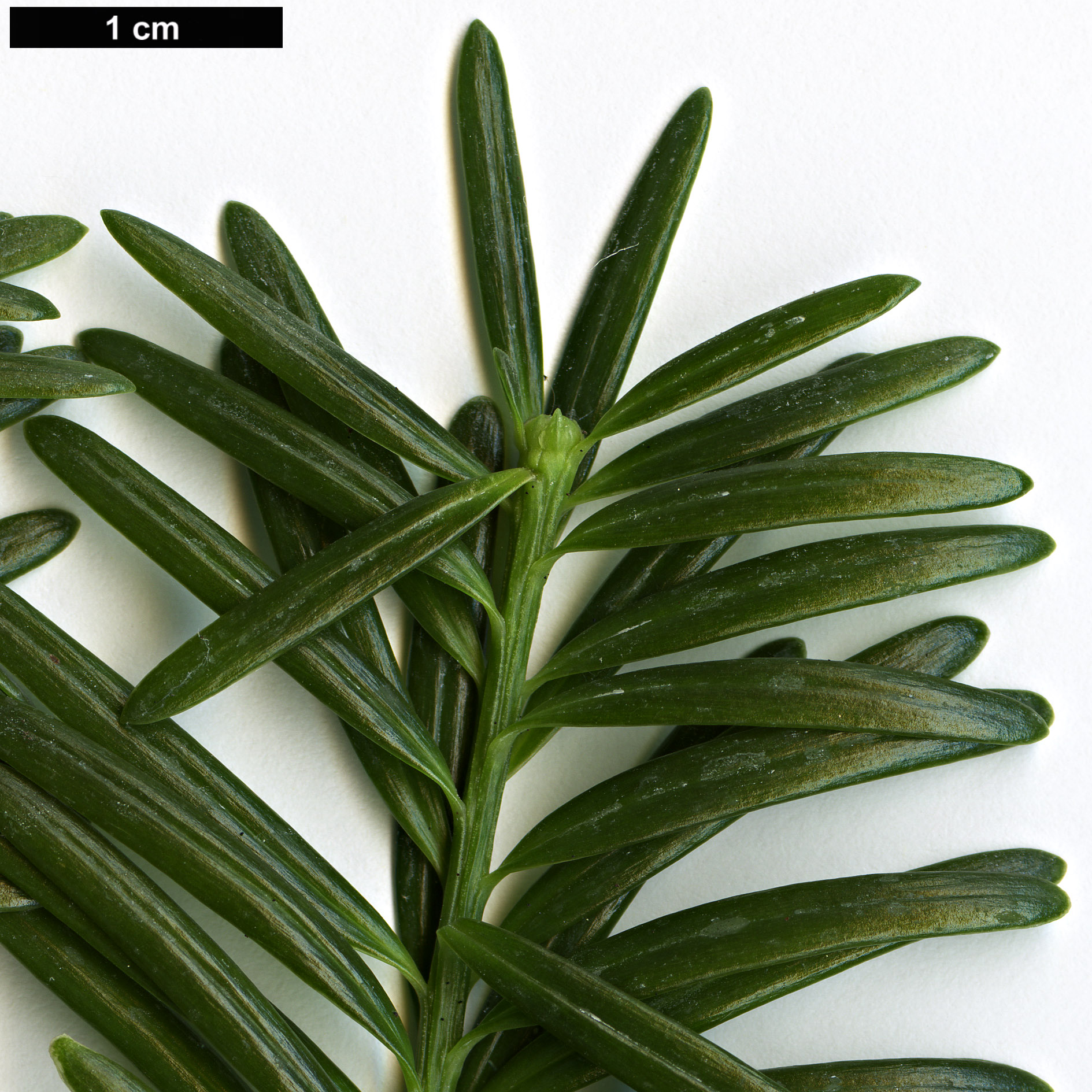 High resolution image: Family: Podocarpaceae - Genus: Podocarpus - Taxon: gnidioides