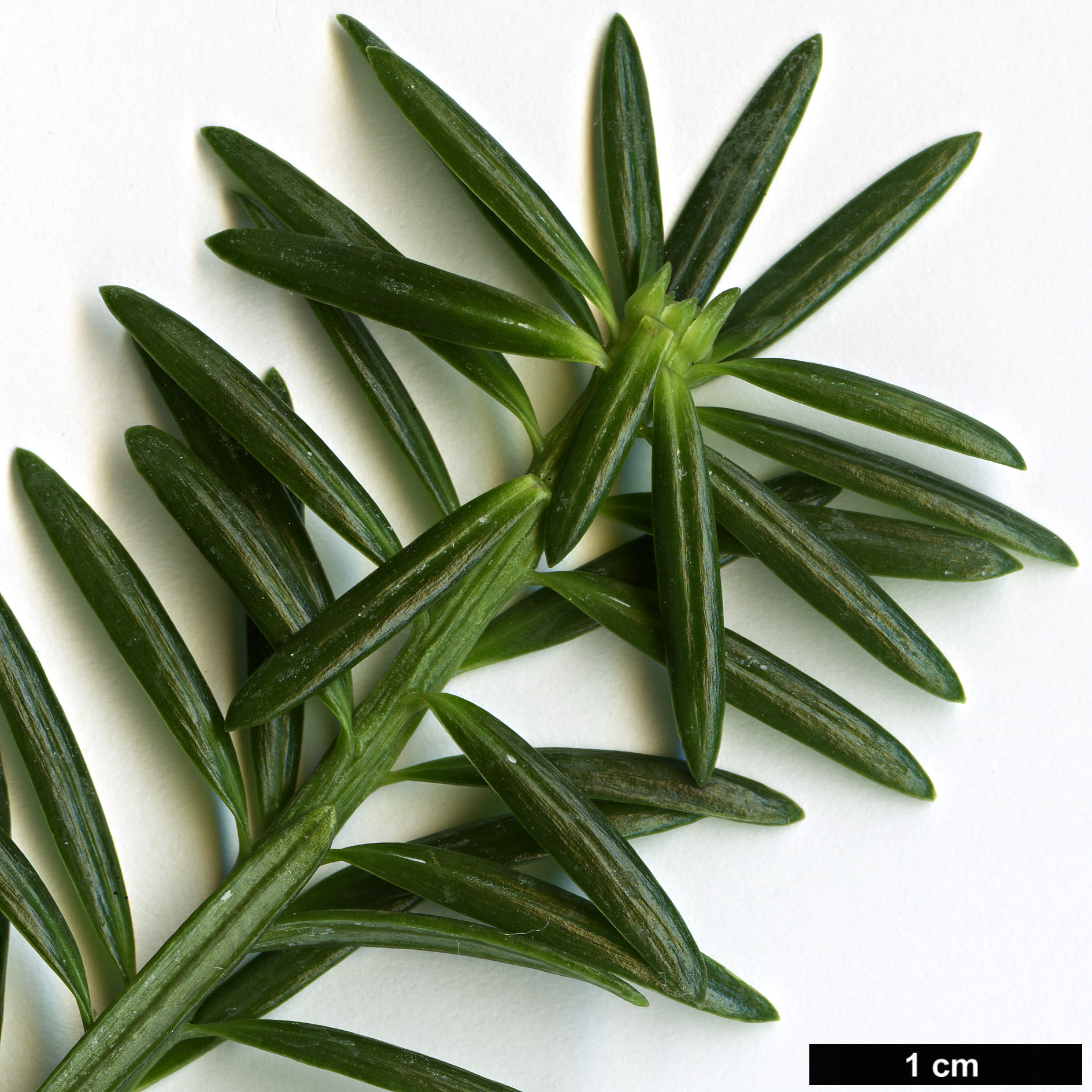 High resolution image: Family: Podocarpaceae - Genus: Podocarpus - Taxon: gnidioides