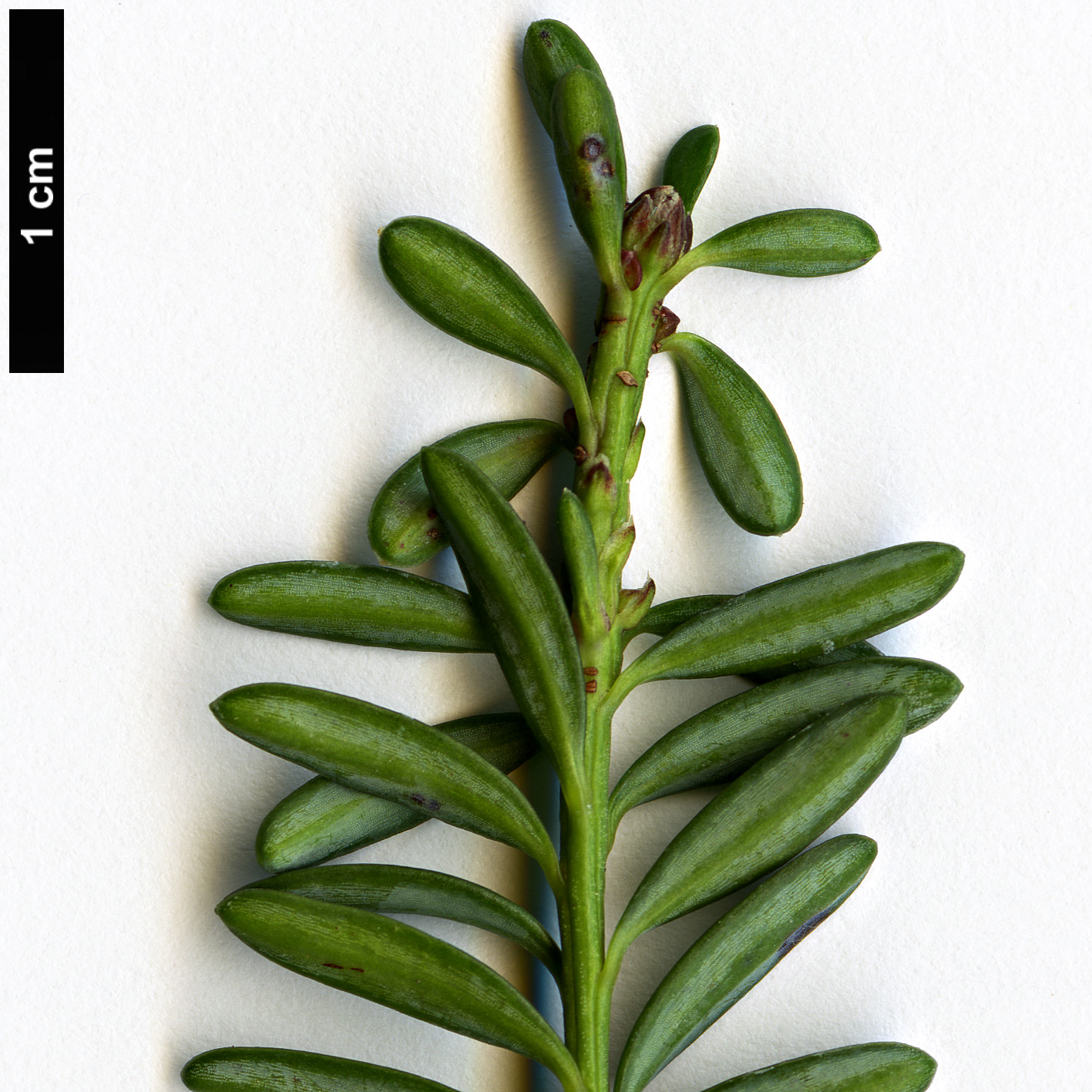 High resolution image: Family: Podocarpaceae - Genus: Podocarpus - Taxon: lawrencei