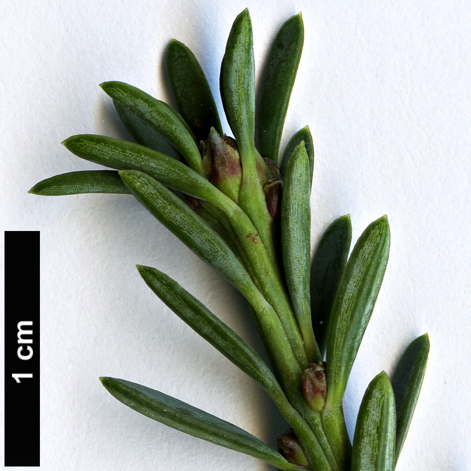 High resolution image: Family: Podocarpaceae - Genus: Podocarpus - Taxon: lawrencei