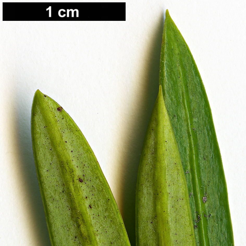 High resolution image: Family: Podocarpaceae - Genus: Podocarpus - Taxon: macrophyllus