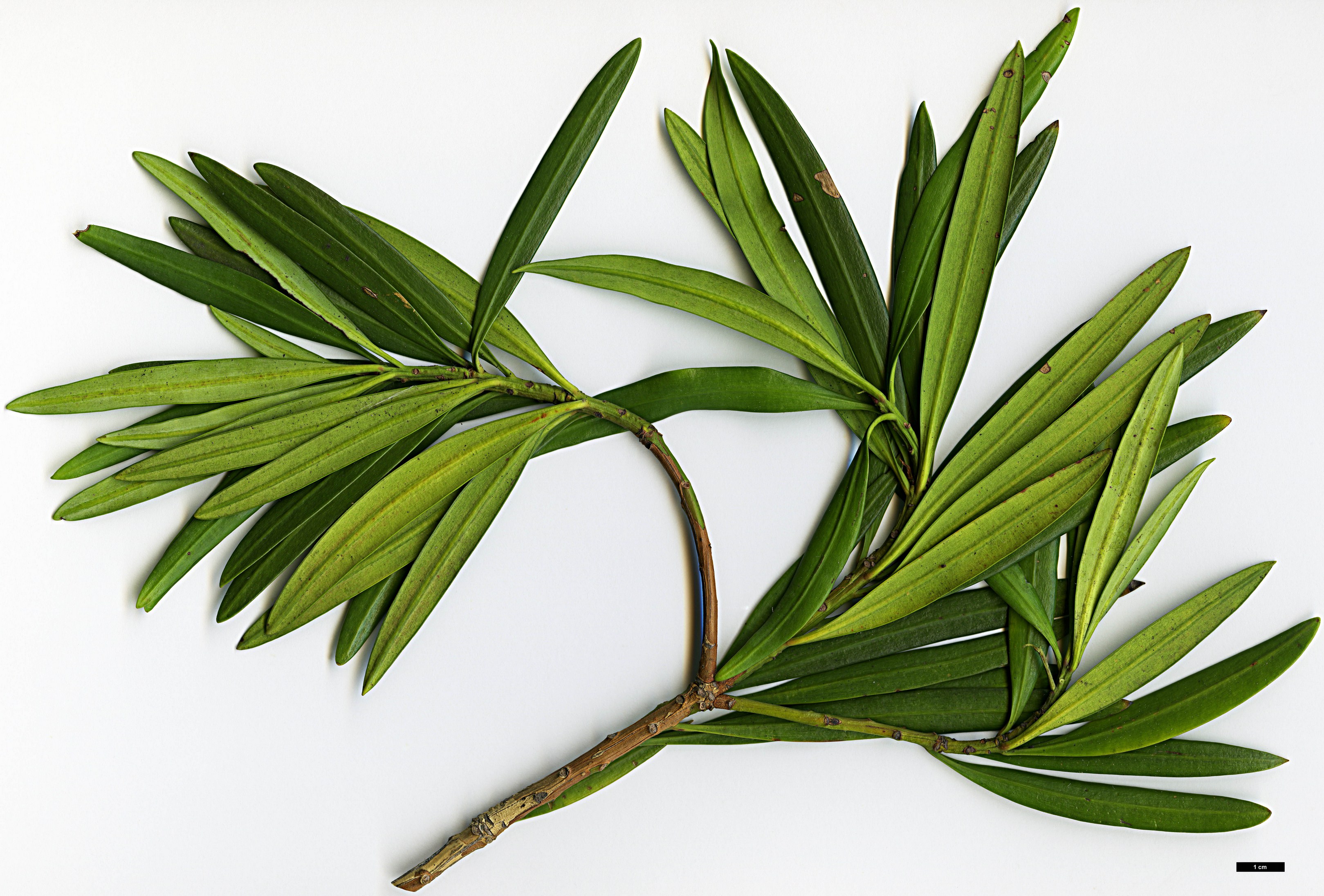 High resolution image: Family: Podocarpaceae - Genus: Podocarpus - Taxon: neriifolius