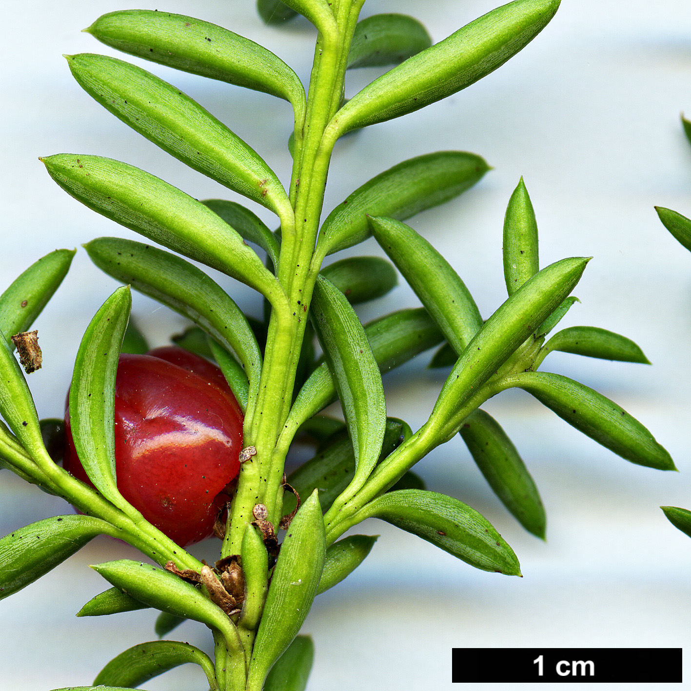 High resolution image: Family: Podocarpaceae - Genus: Podocarpus - Taxon: nivalis